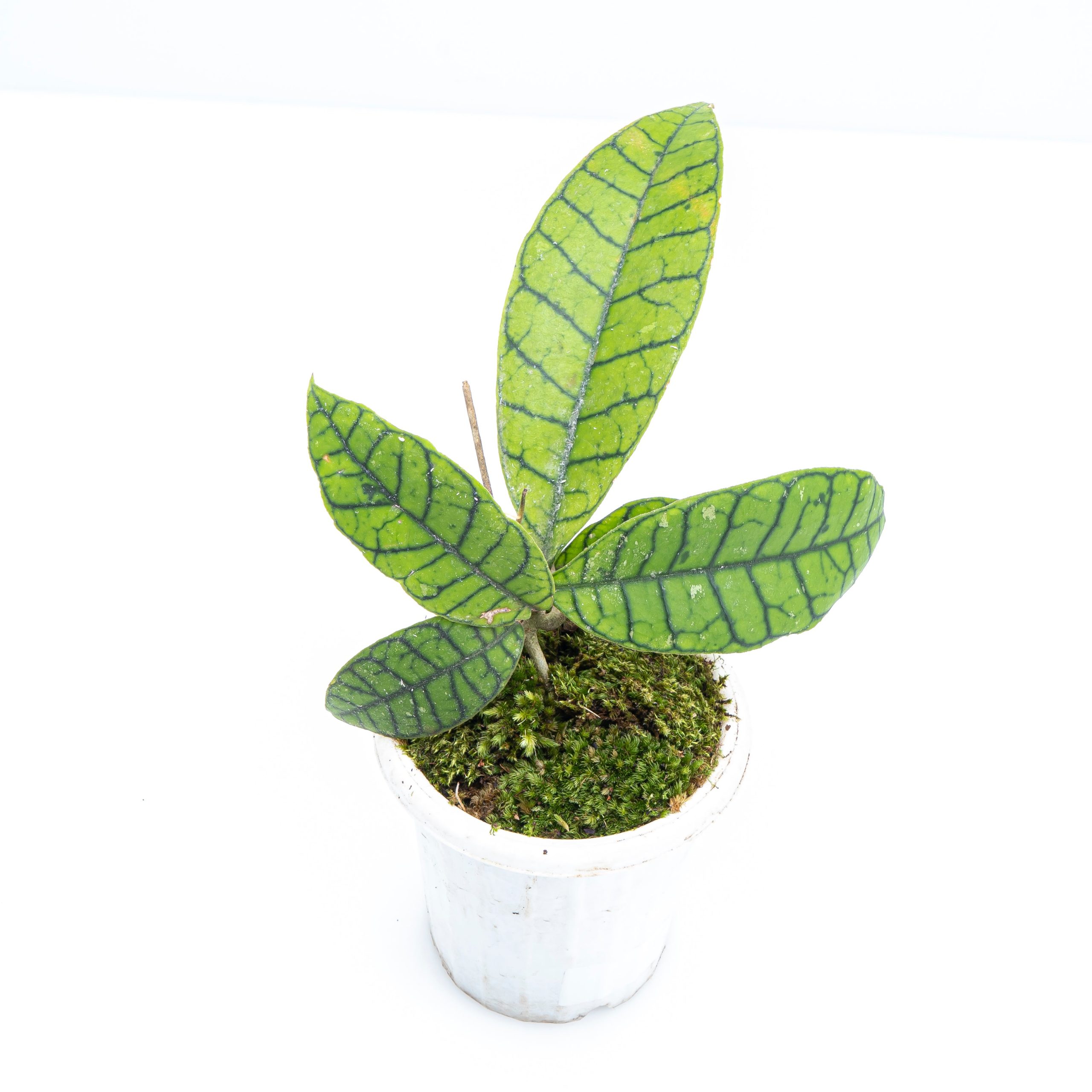 Hoya Callistophylla Sp Borneo - Image 6