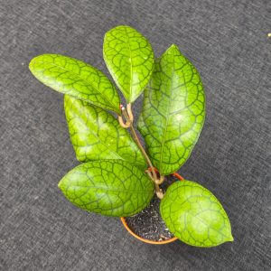 Hoya callistophylla × 'Tanggamus'