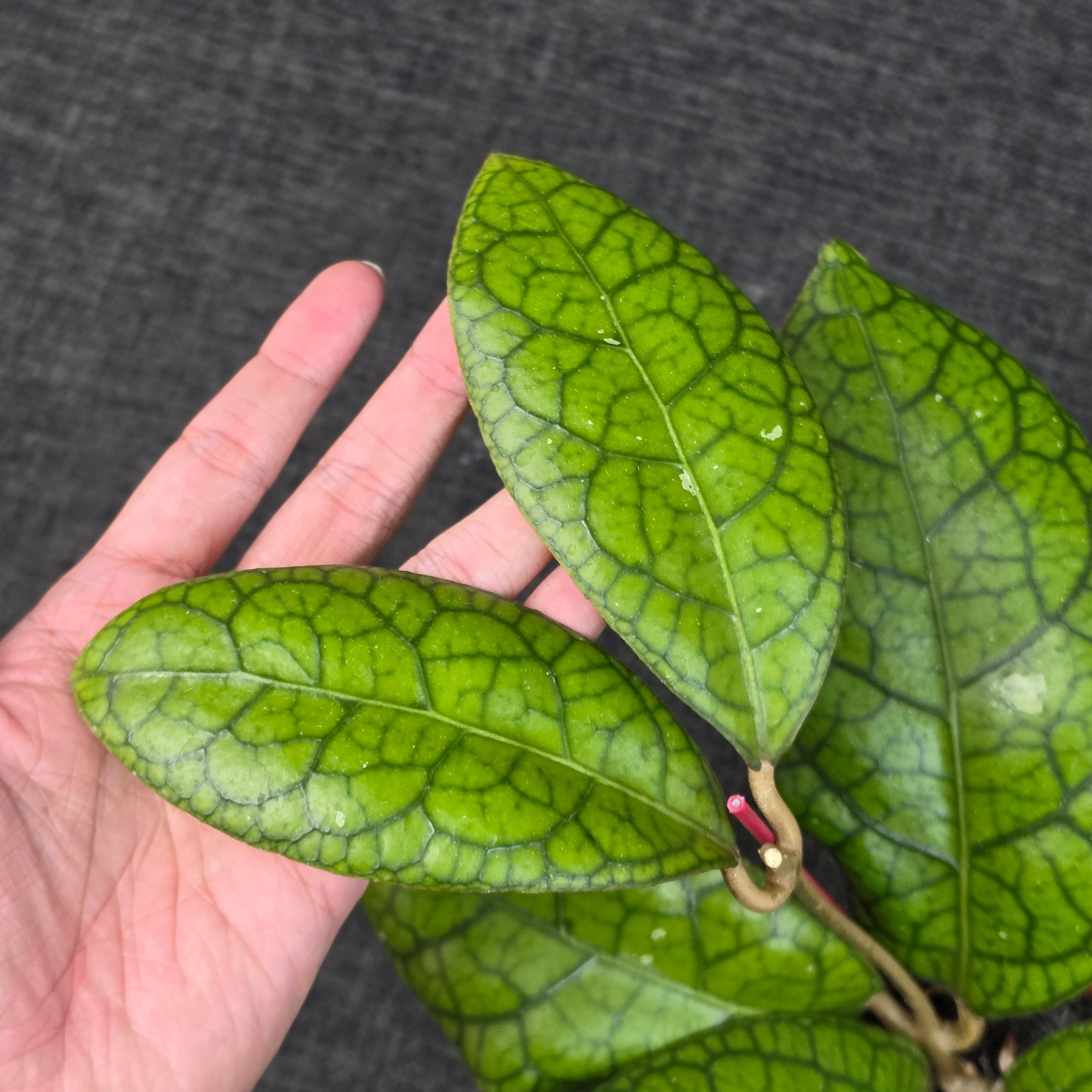 Hoya callistophylla × 'Tanggamus' - Image 2