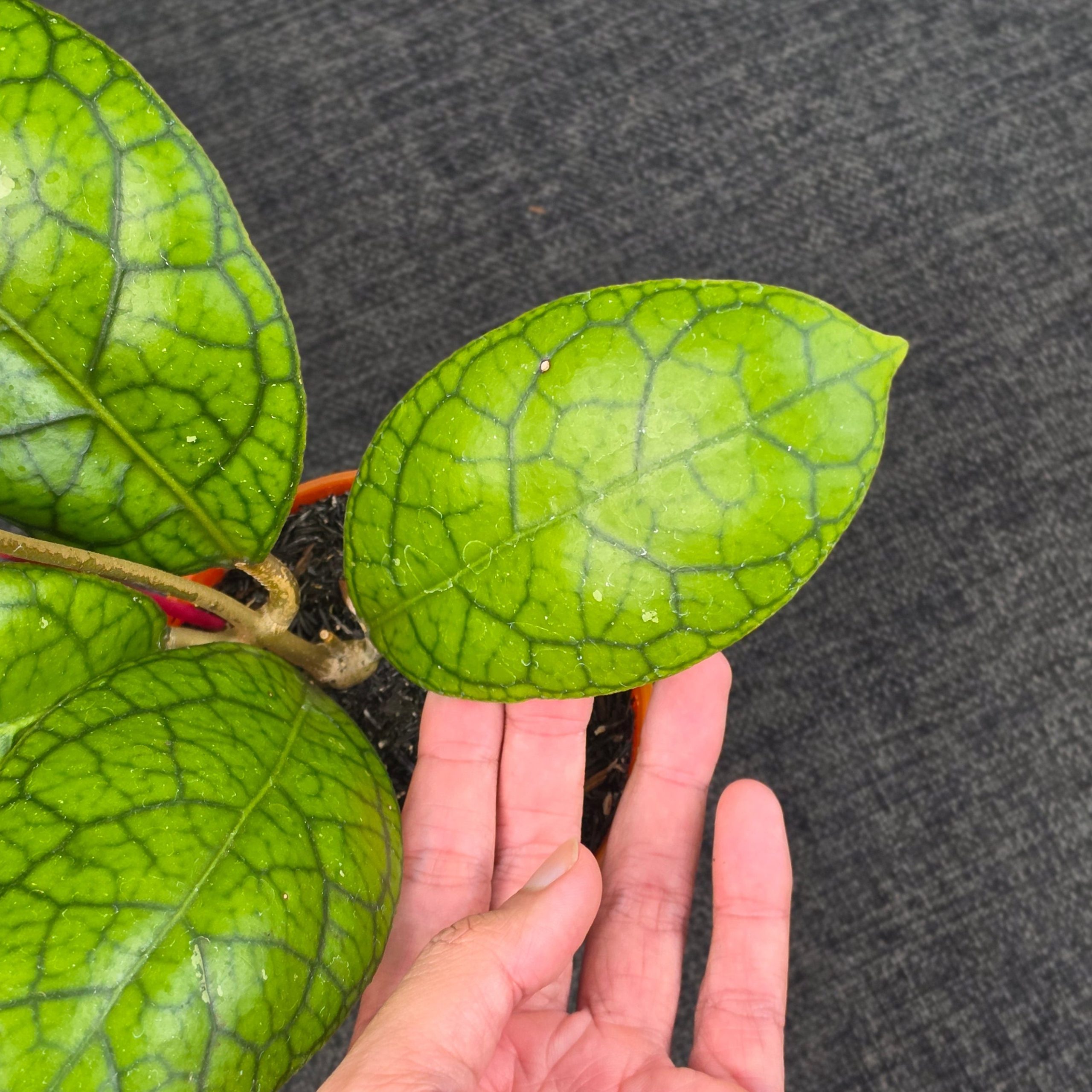 Hoya callistophylla × 'Tanggamus' - Image 3
