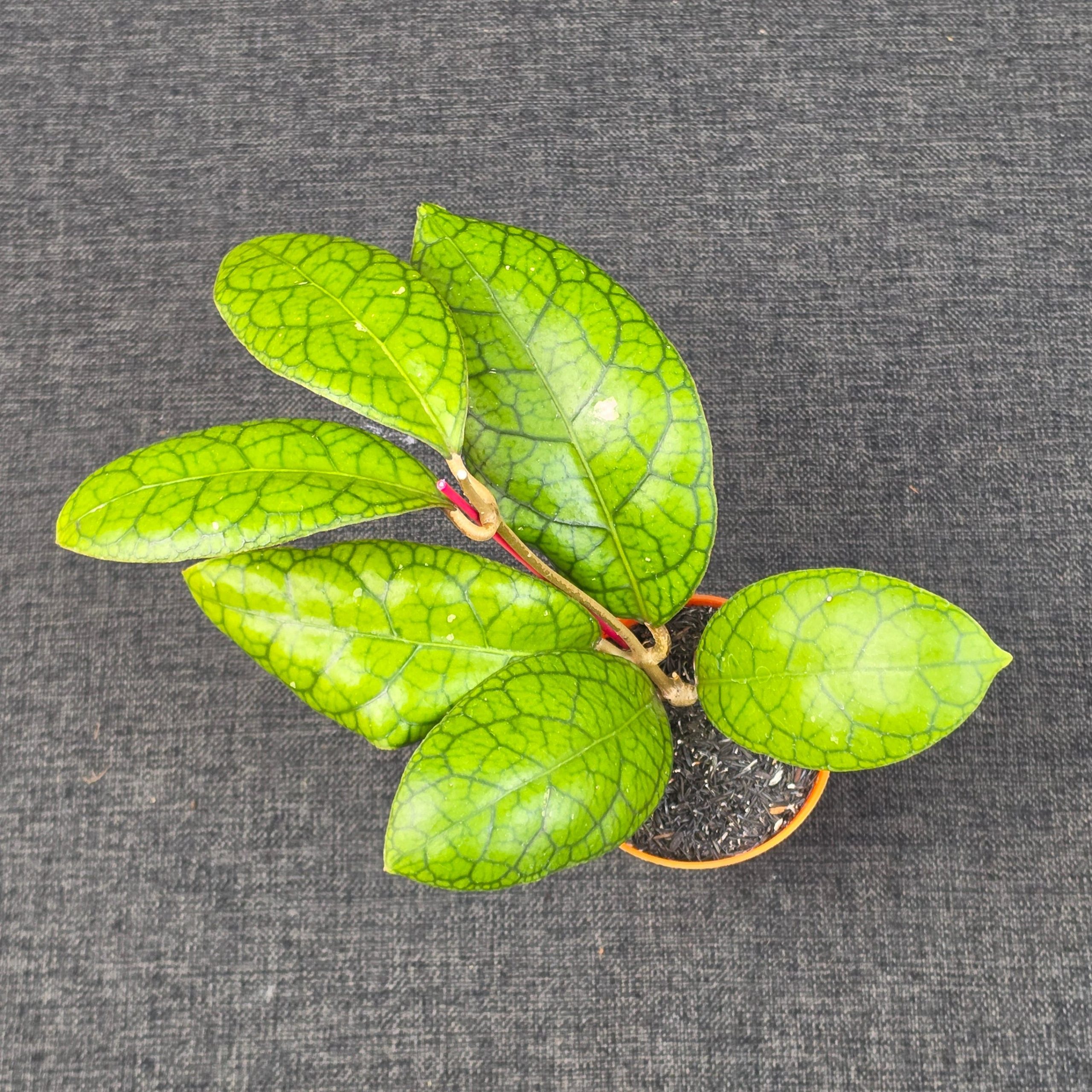 Hoya callistophylla × 'Tanggamus' - Image 4