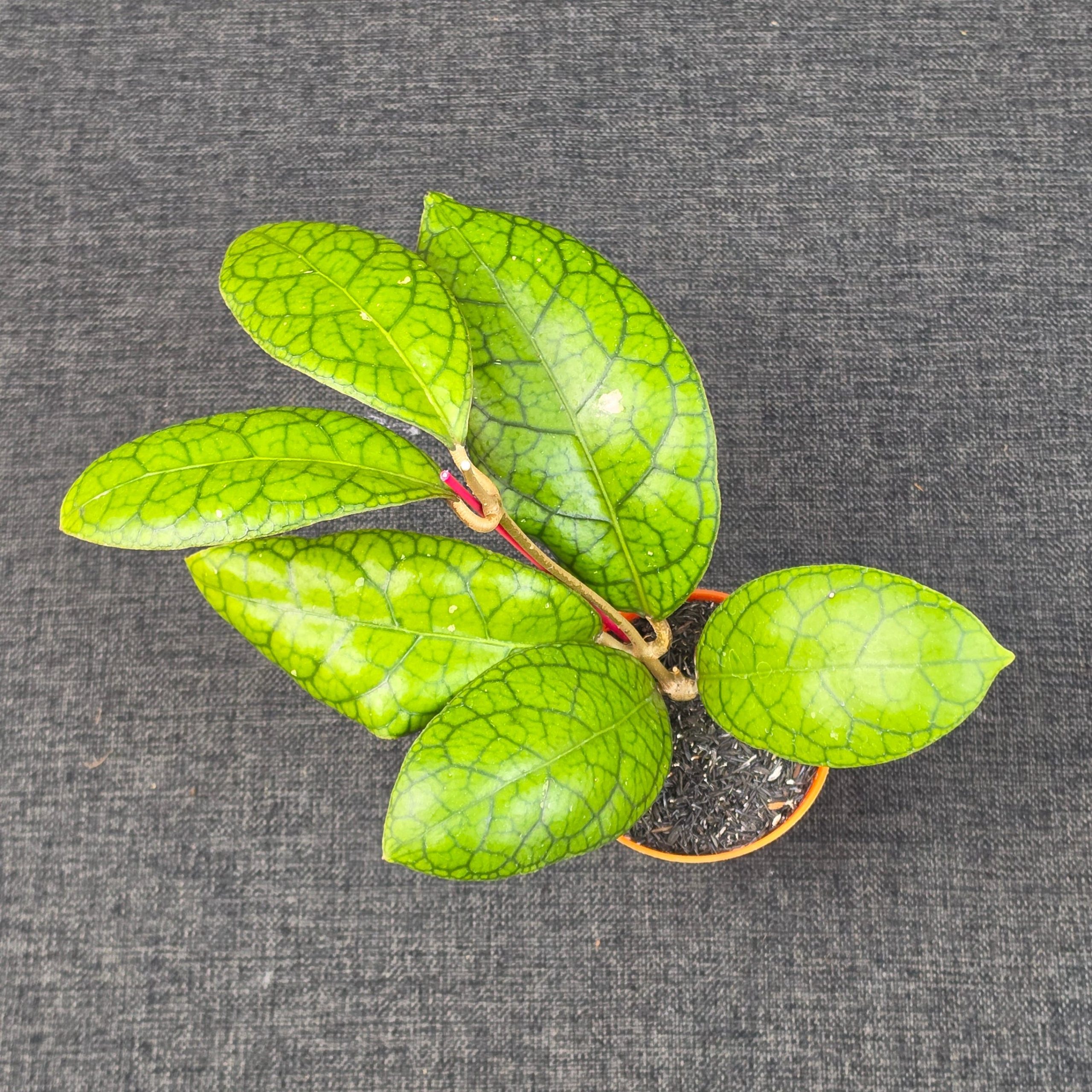 Hoya callistophylla × 'Tanggamus' - Image 5