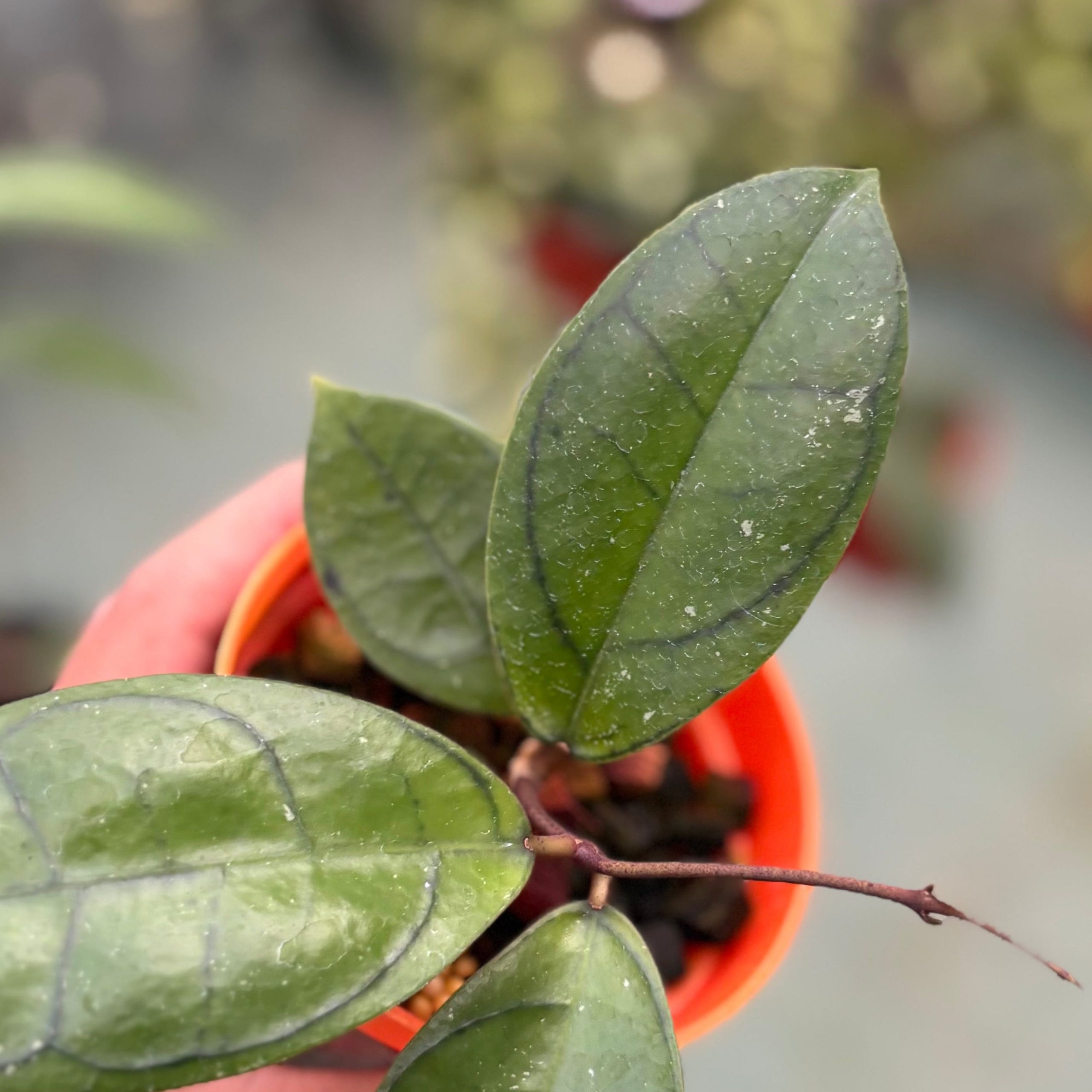 Hoya callistophylla ‘veinless’ - Image 2
