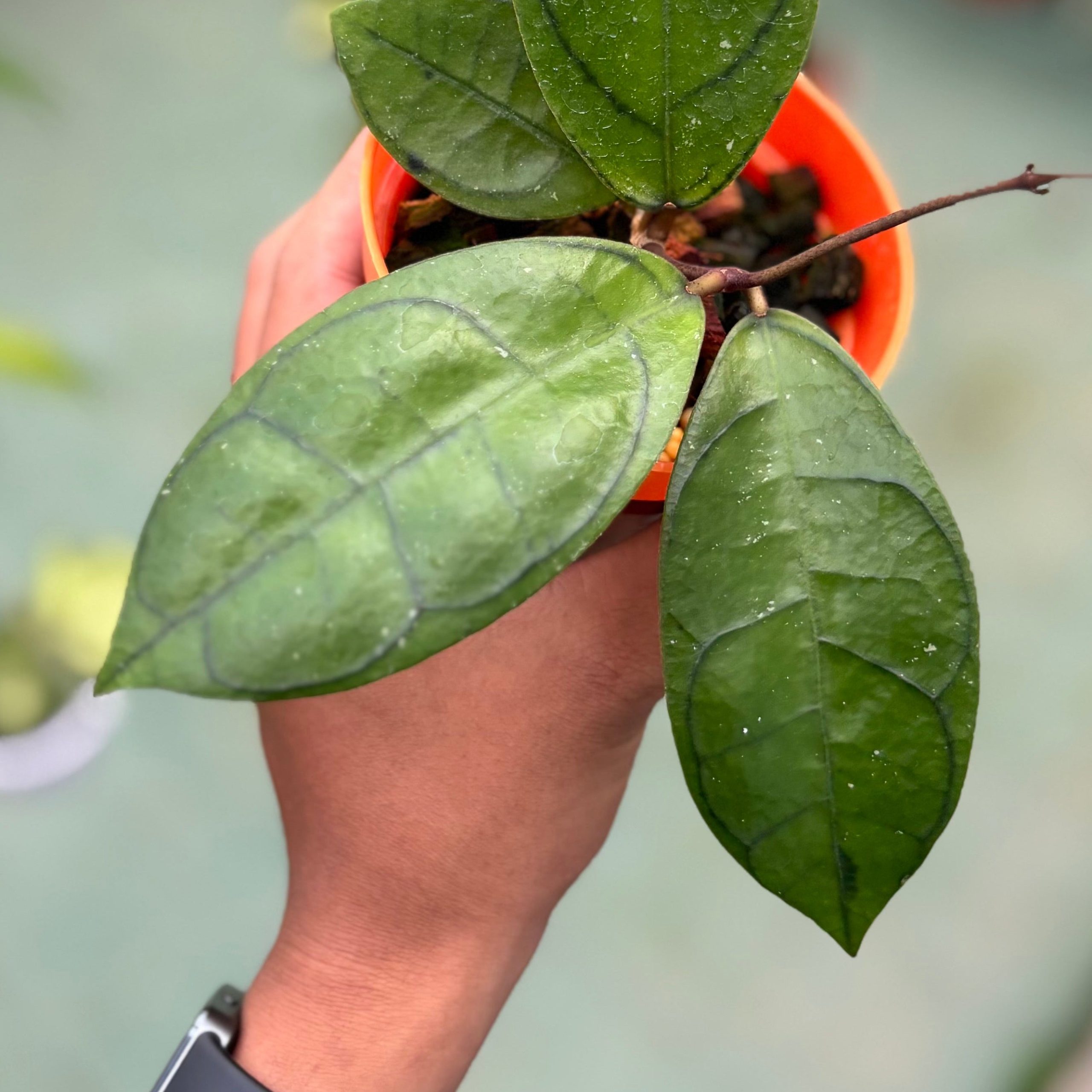 Hoya callistophylla ‘veinless’ - Image 3