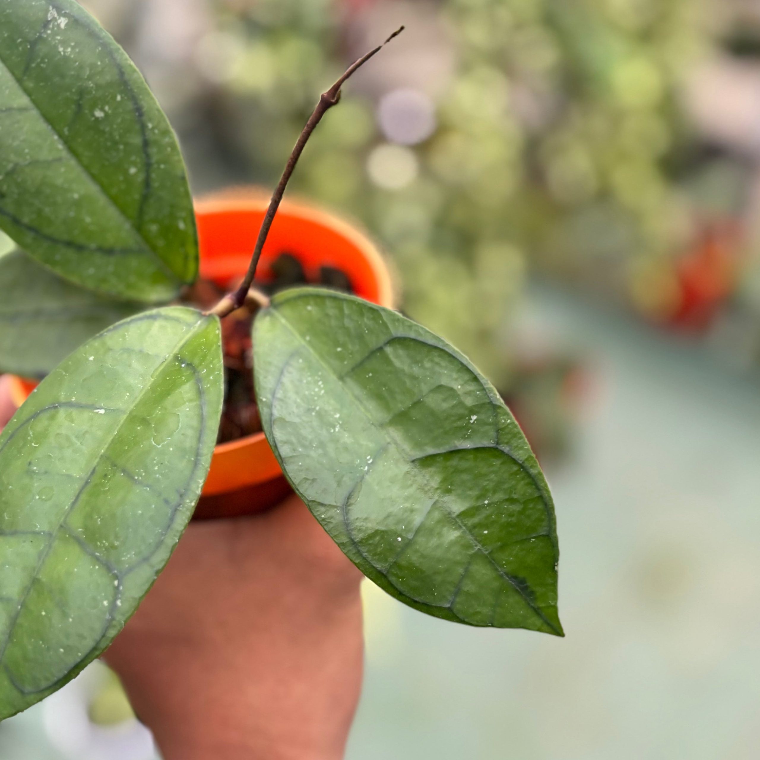 Hoya callistophylla ‘veinless’ - Image 4
