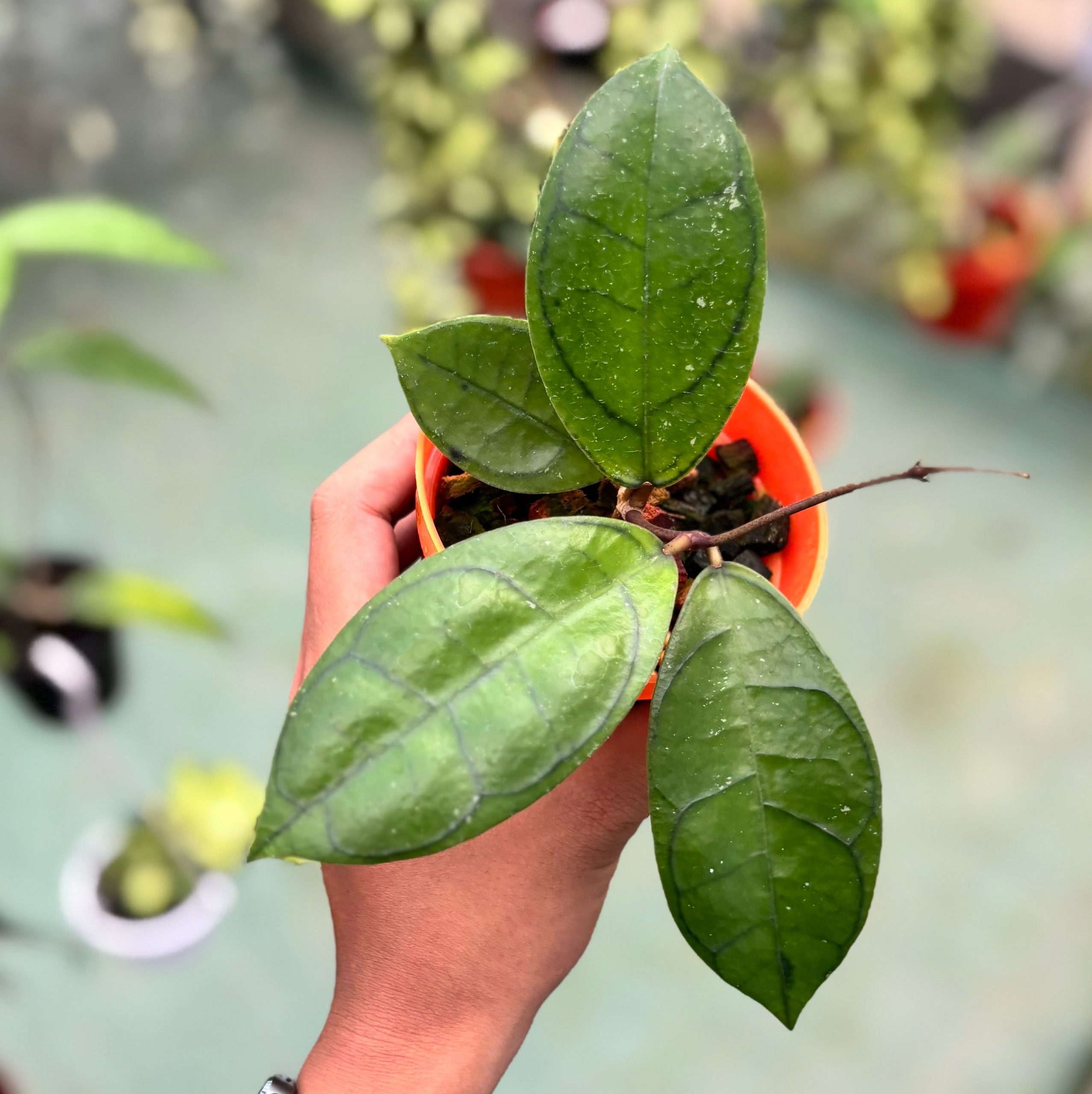 Hoya callistophylla ‘veinless’ - Image 5