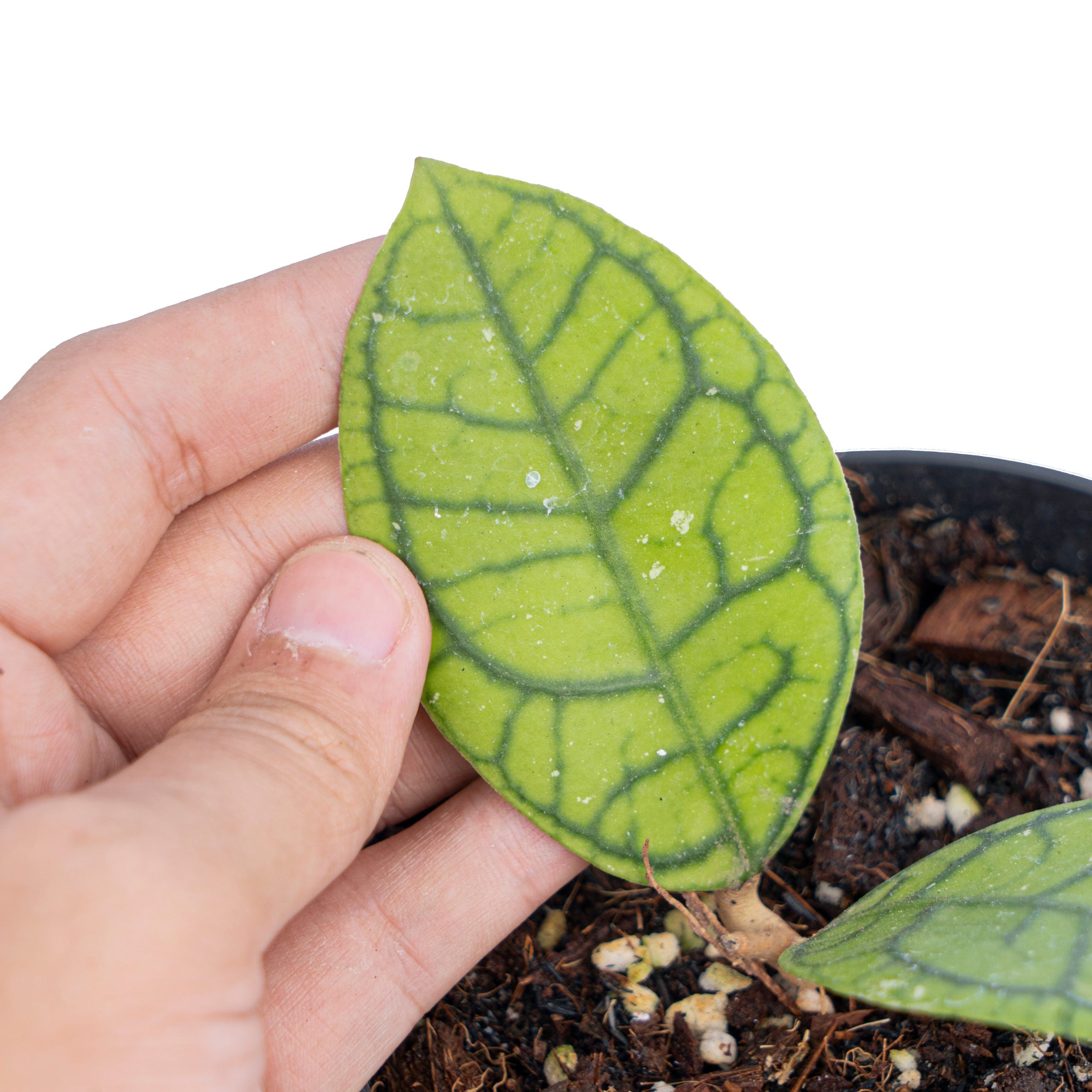 Hoya callistophylla vena - Image 2