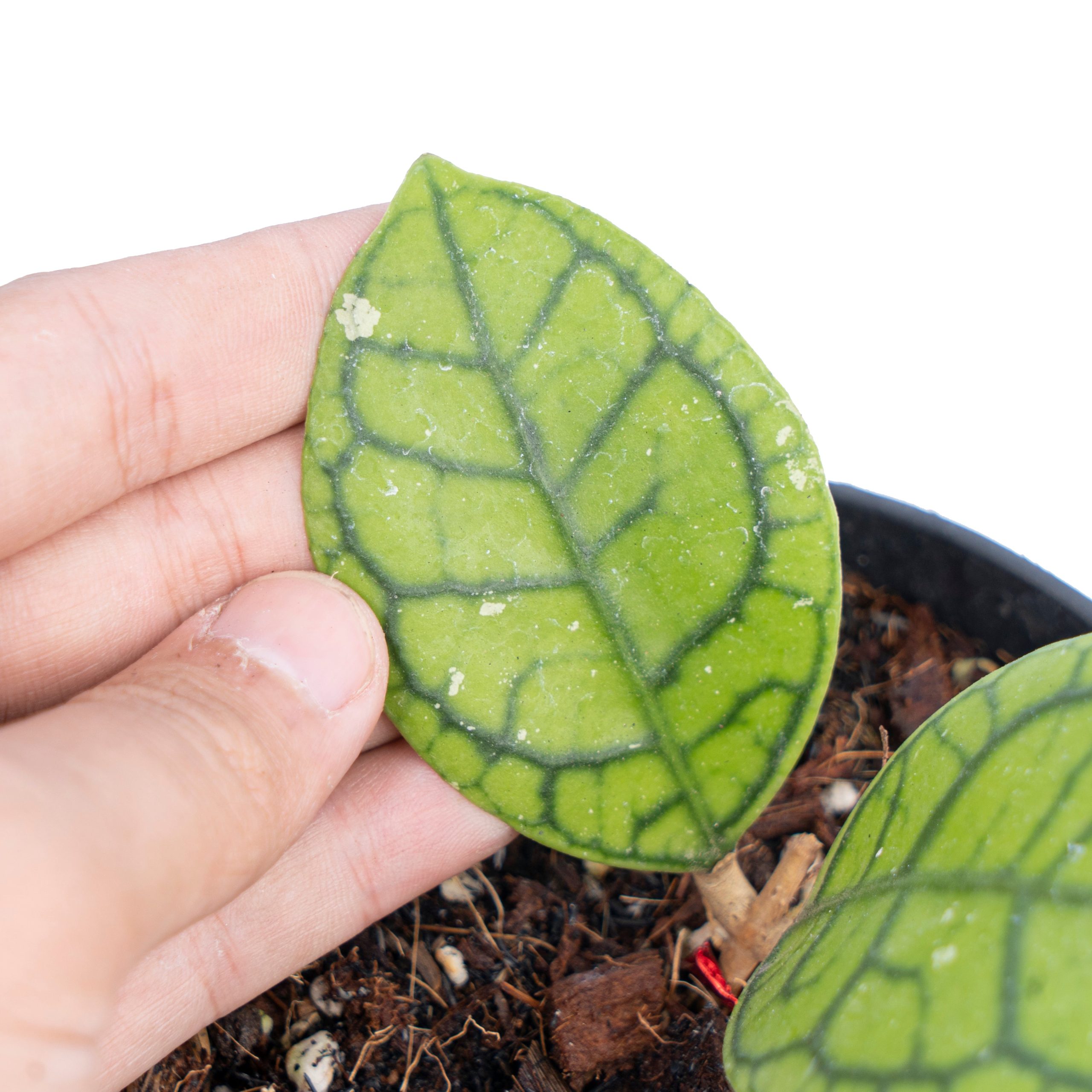 Hoya callistophylla vena - Image 3