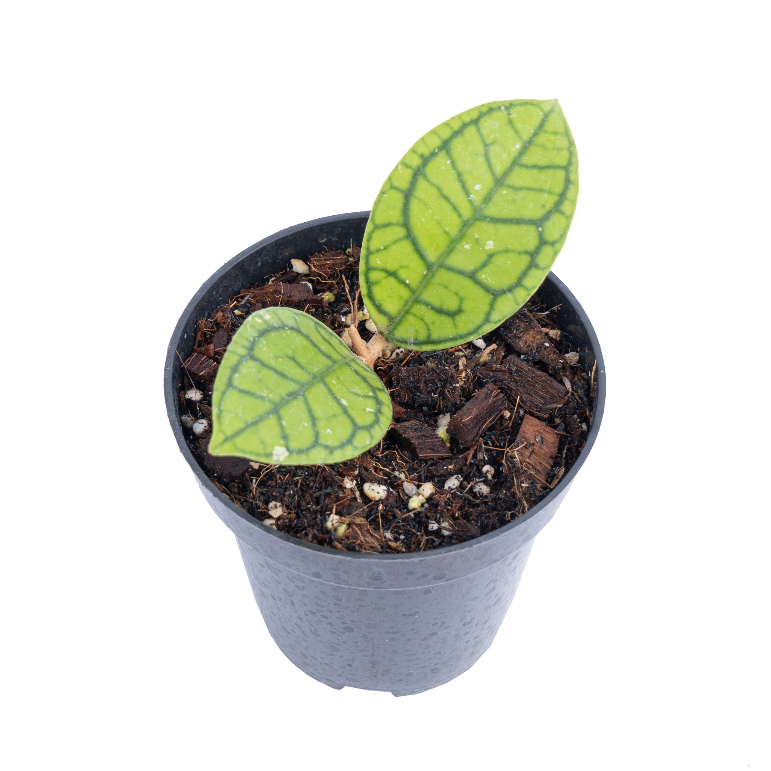 Hoya callistophylla vena - Image 4