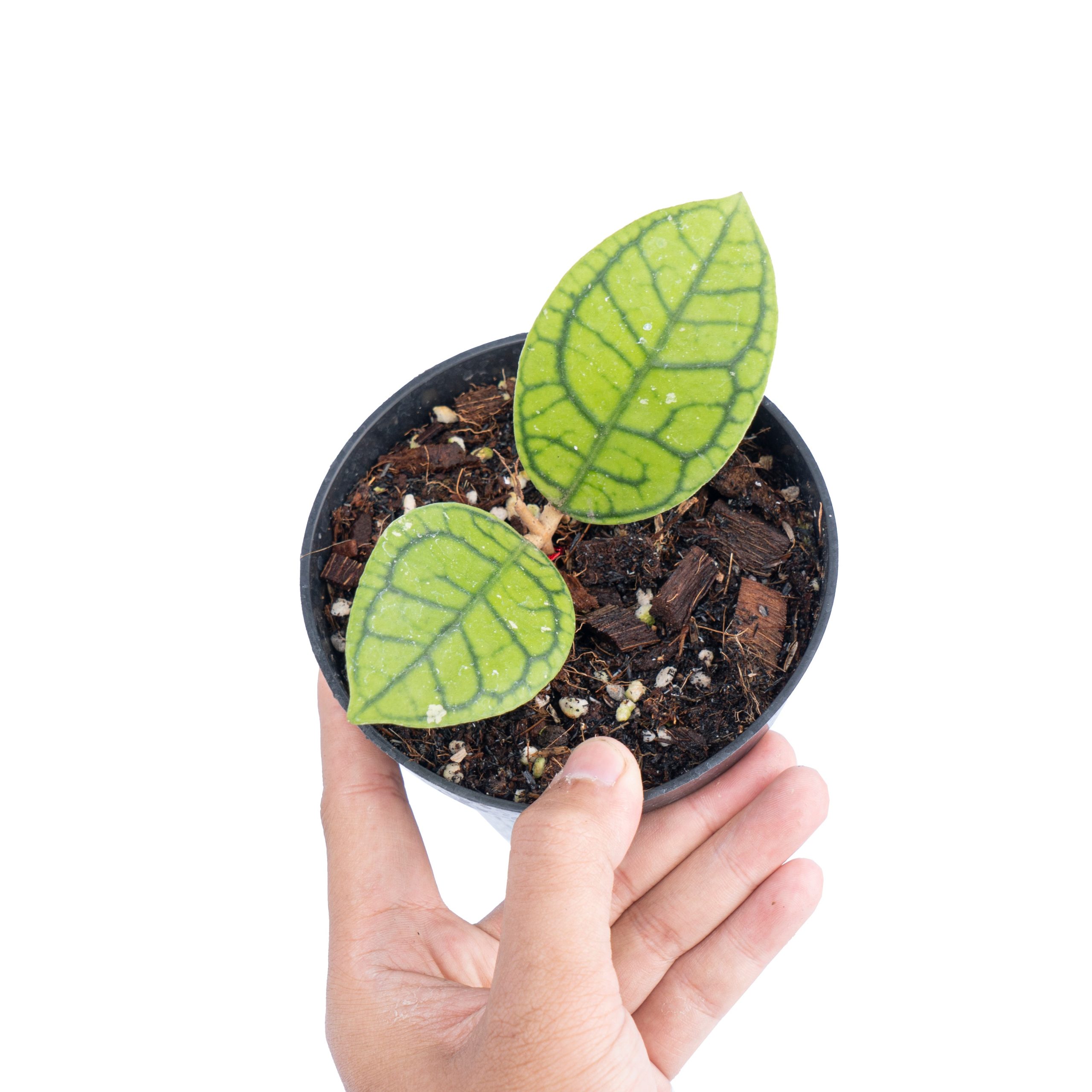 Hoya callistophylla vena - Image 5