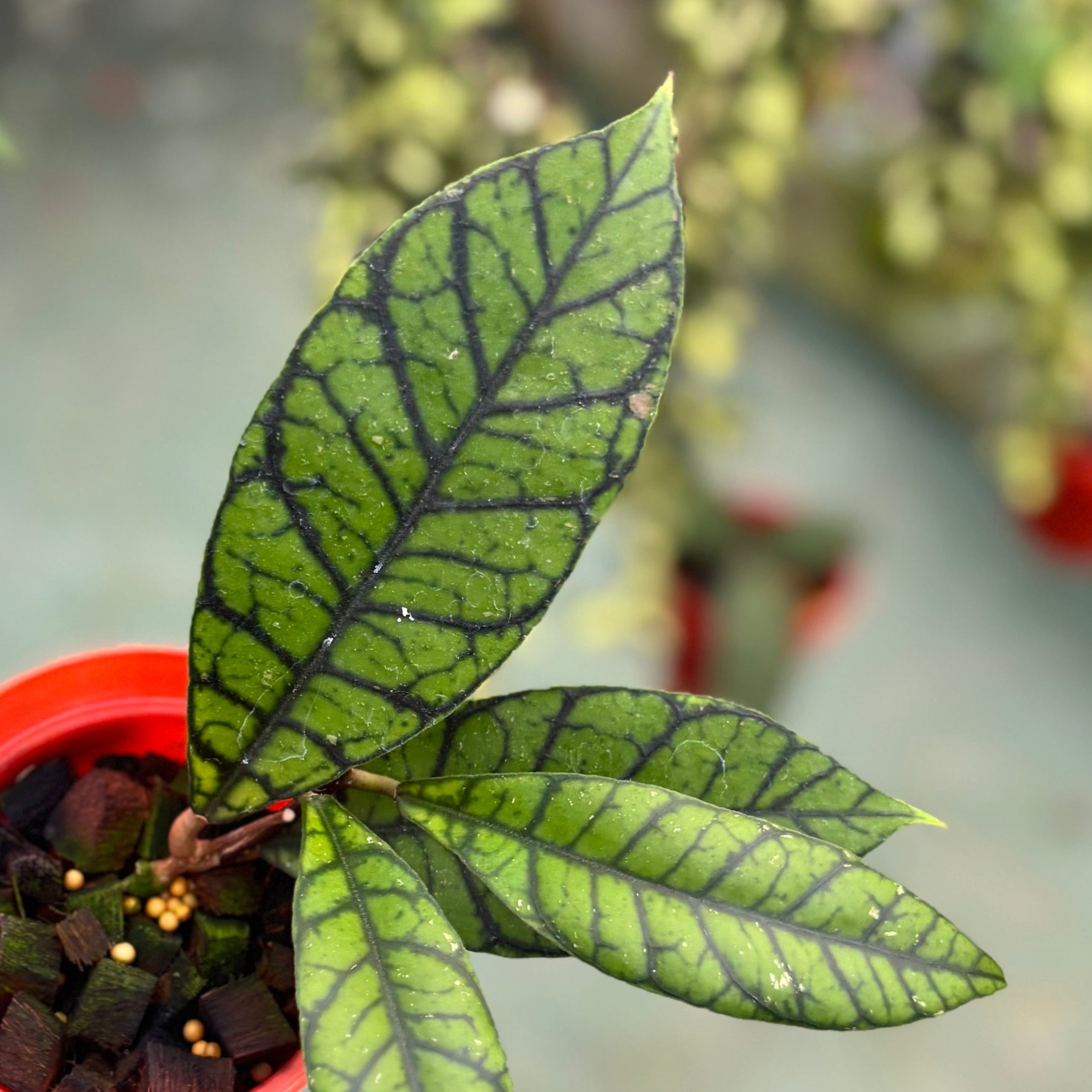 Hoya callistophylla zebra - Image 2