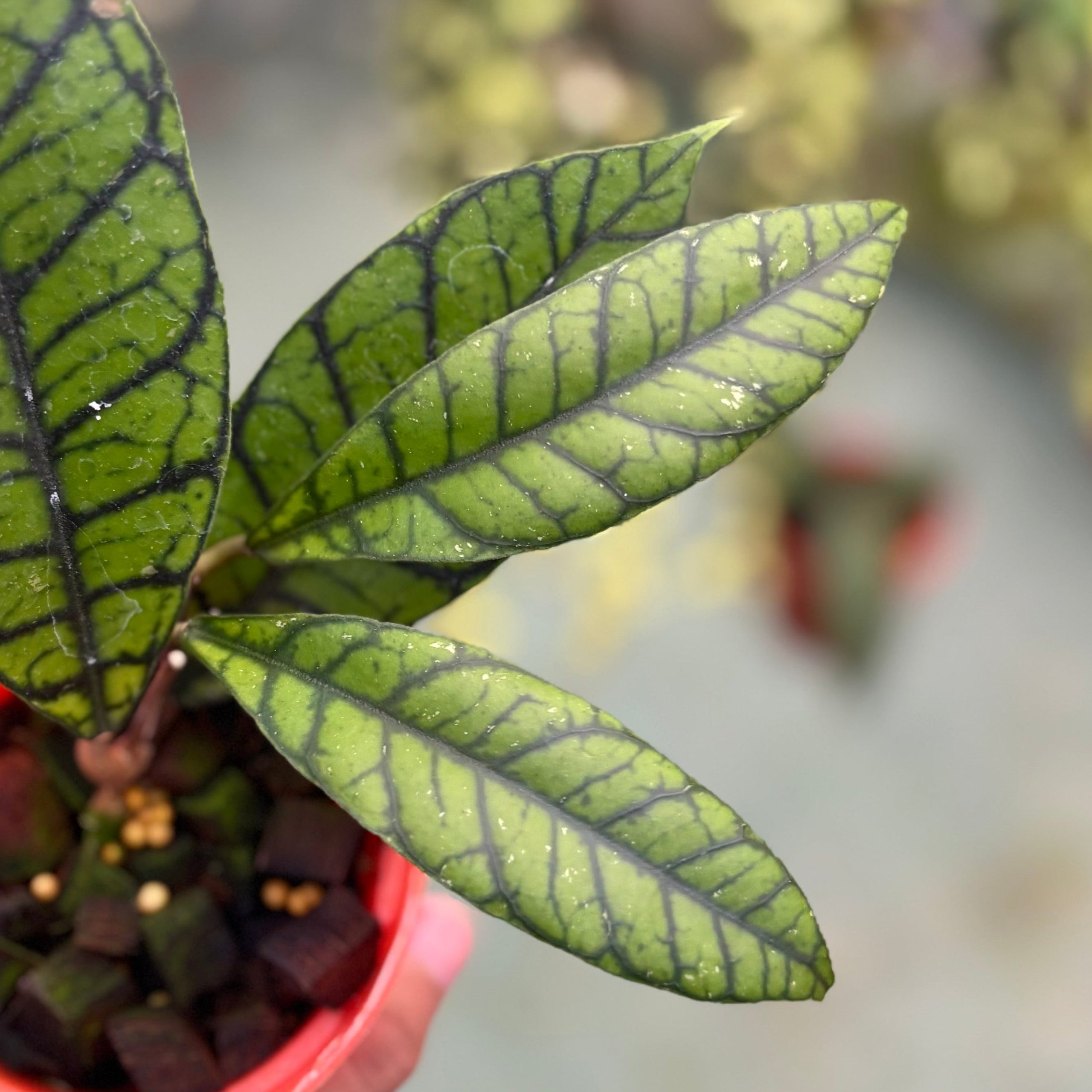Hoya callistophylla zebra - Image 3