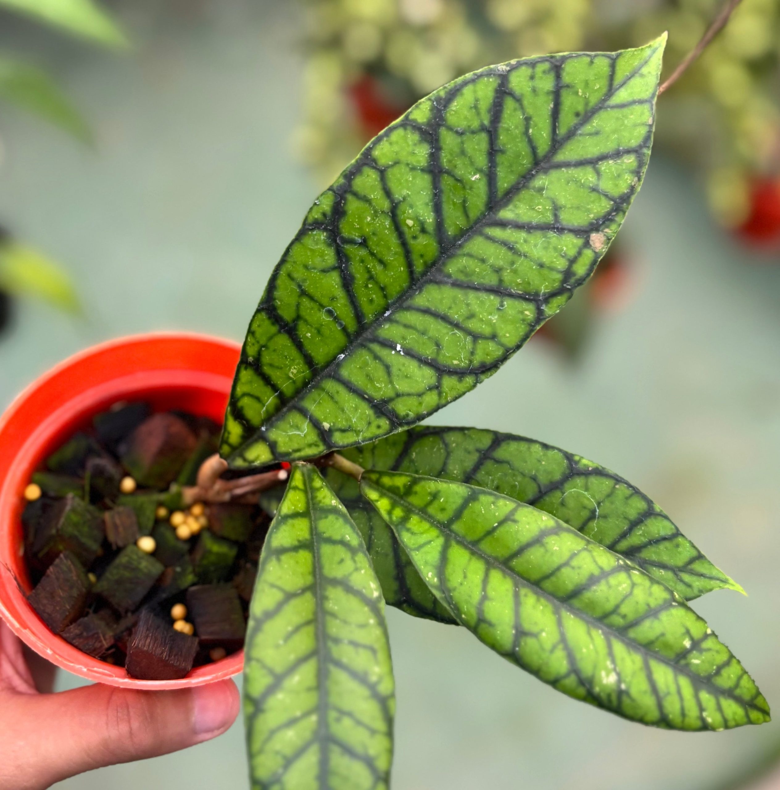 Hoya callistophylla zebra - Image 4