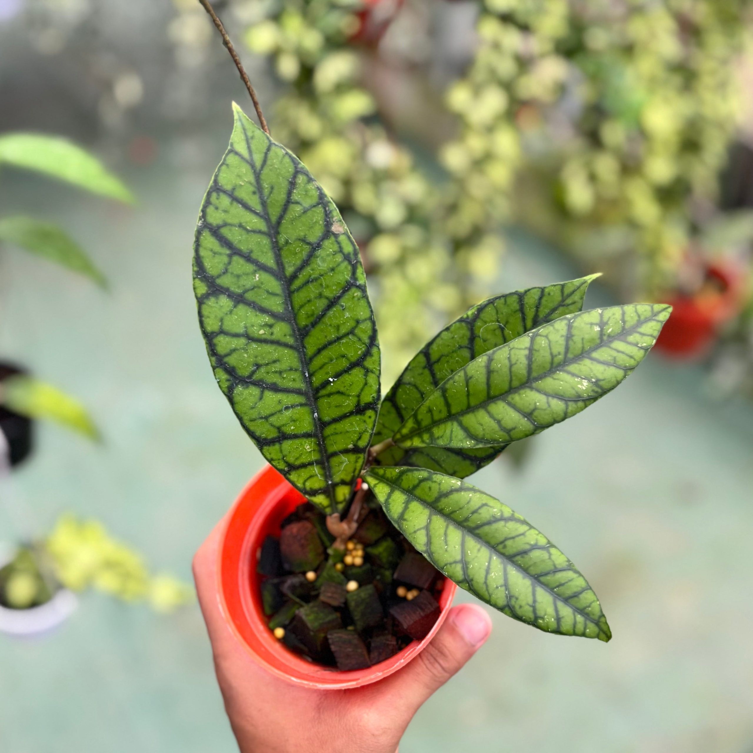 Hoya callistophylla zebra - Image 5