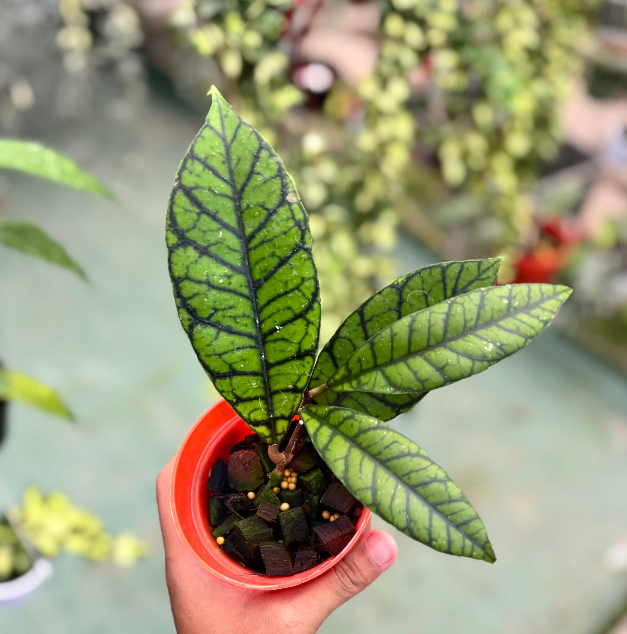 Hoya callistophylla zebra - Image 6