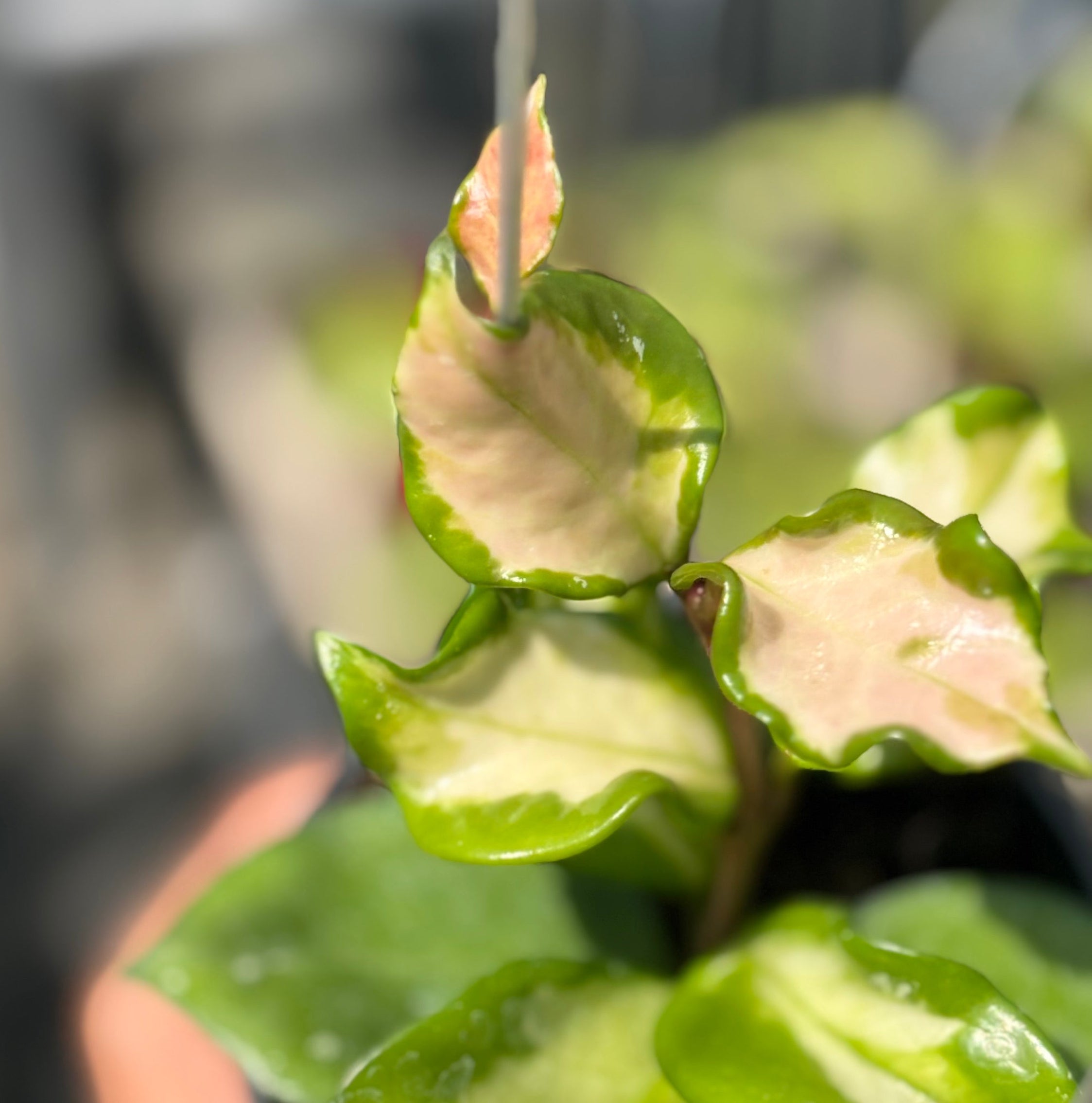 Hoya carnosa freckles splash mutation - Image 2
