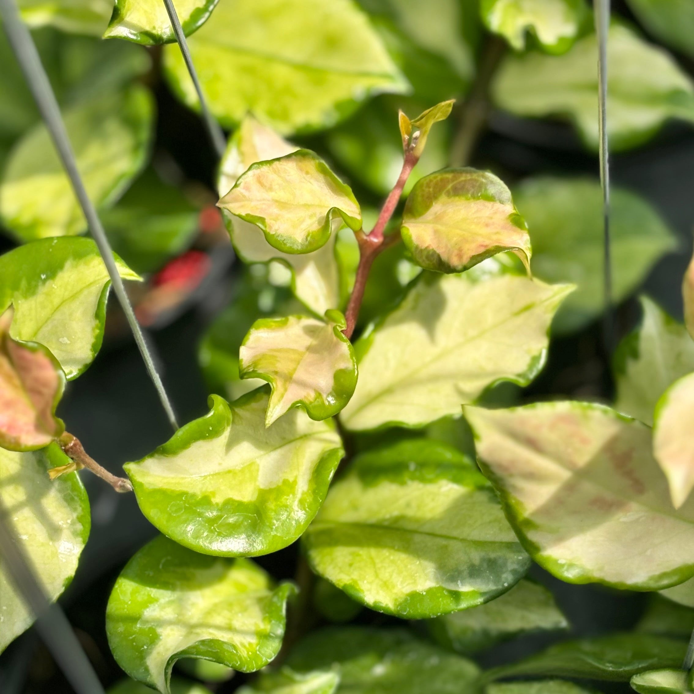 Hoya carnosa freckles splash mutation - Image 3