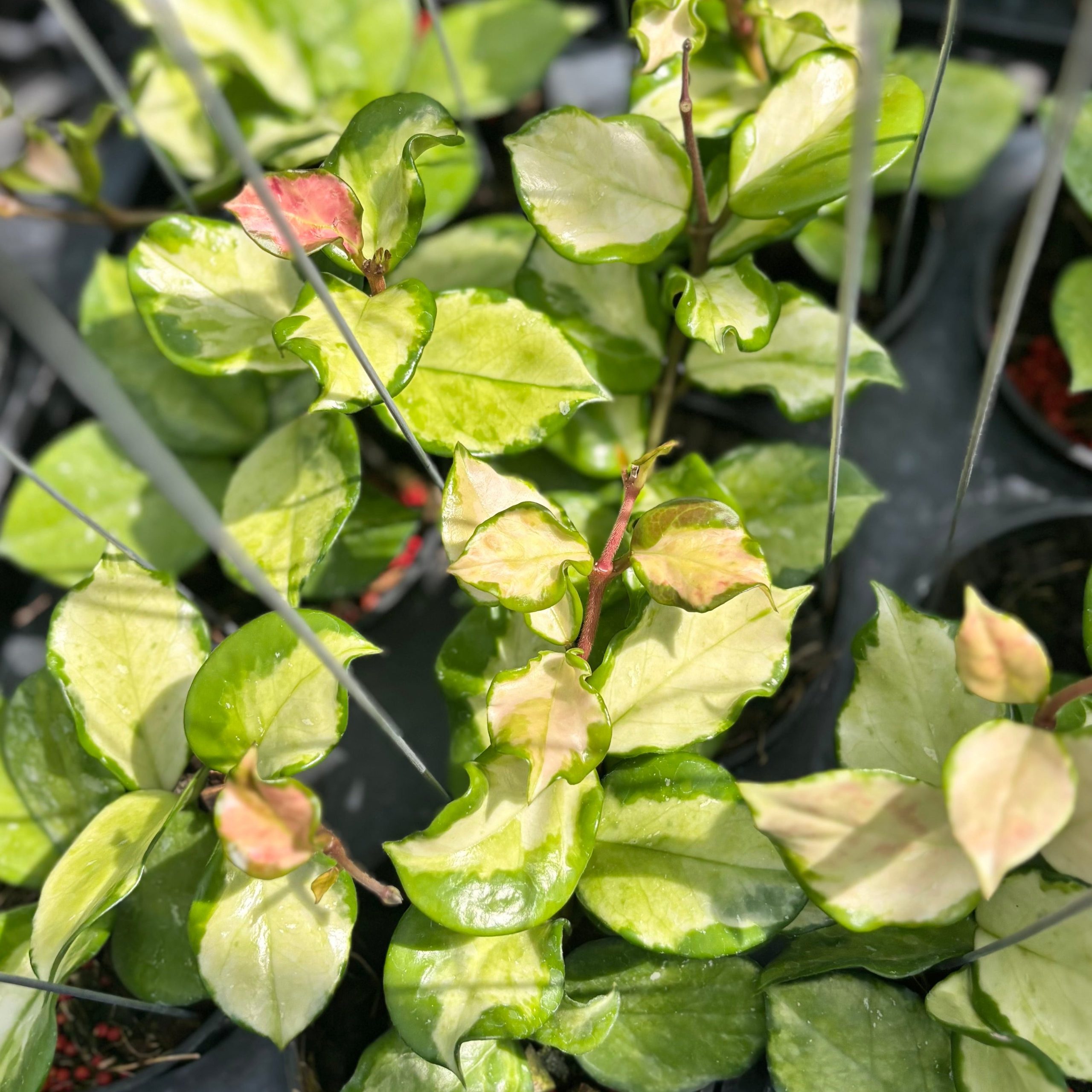 Hoya carnosa freckles splash mutation - Image 5