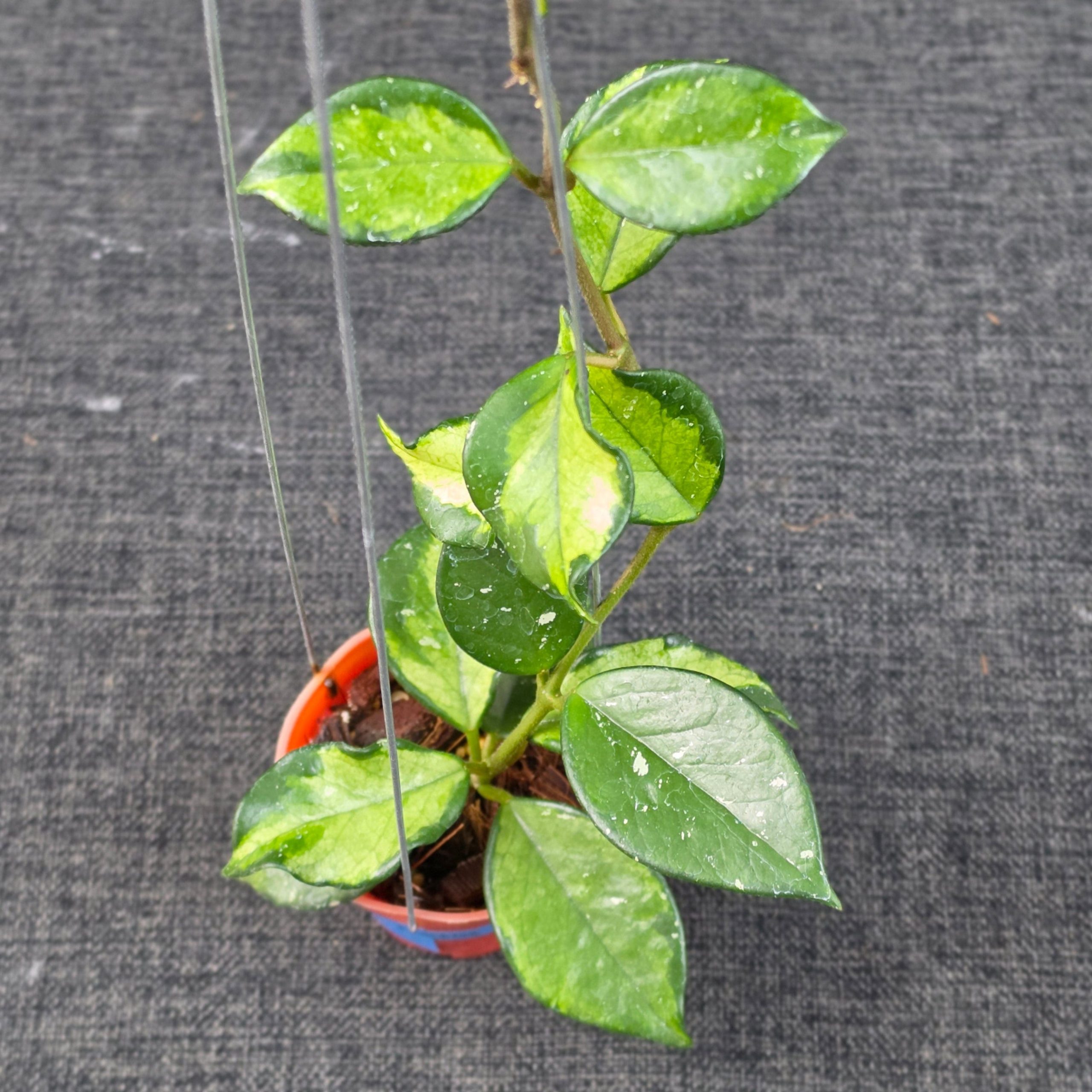 Hoya carnosa 'Freckles Variegated'