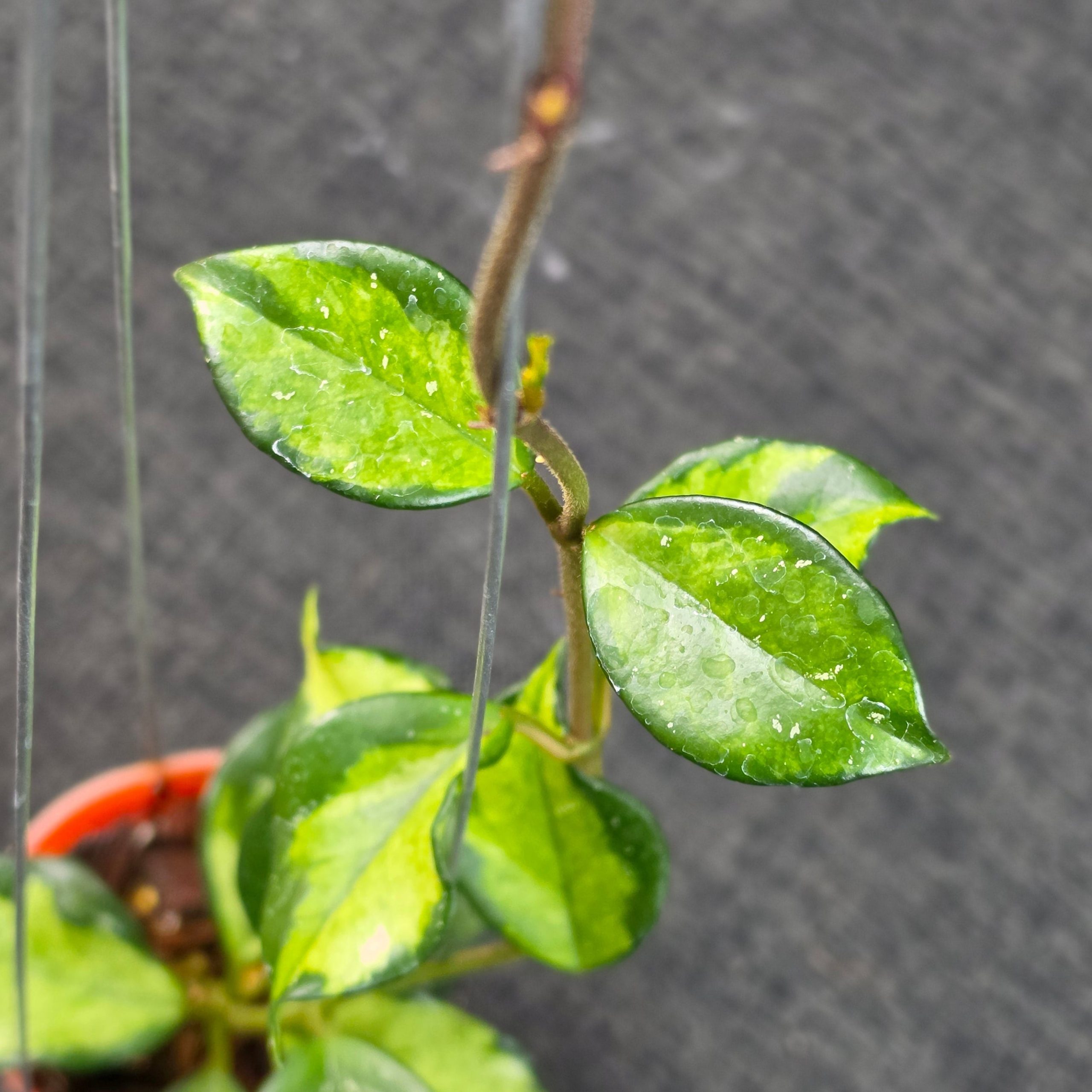 Hoya carnosa 'Freckles Variegated' - Image 2