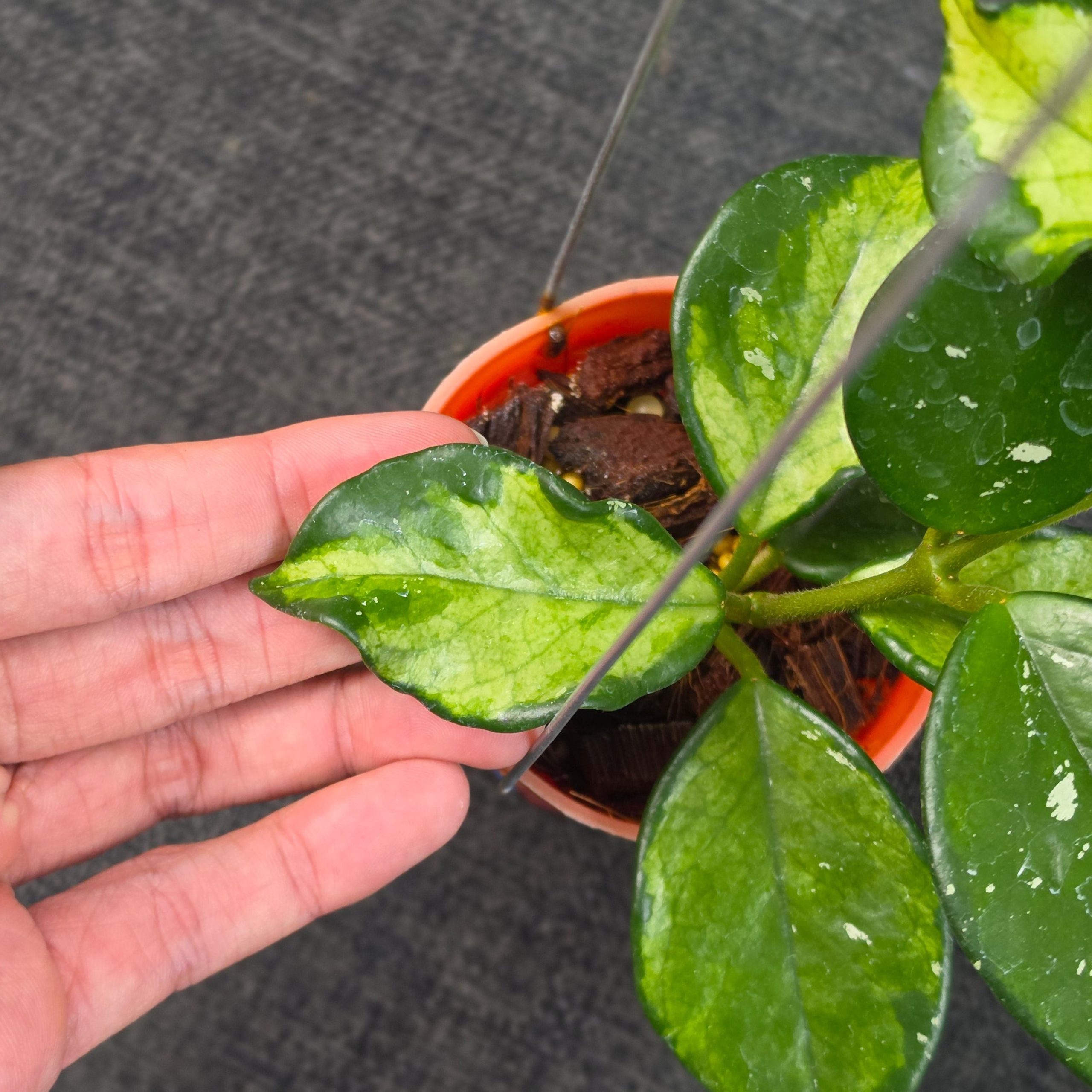 Hoya carnosa 'Freckles Variegated' - Image 3