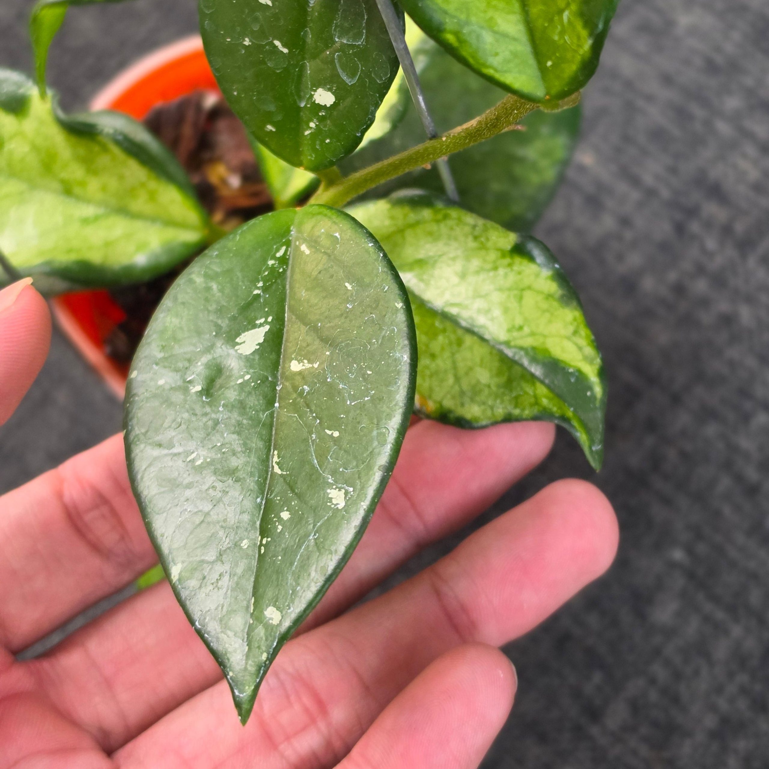 Hoya carnosa 'Freckles Variegated' - Image 4