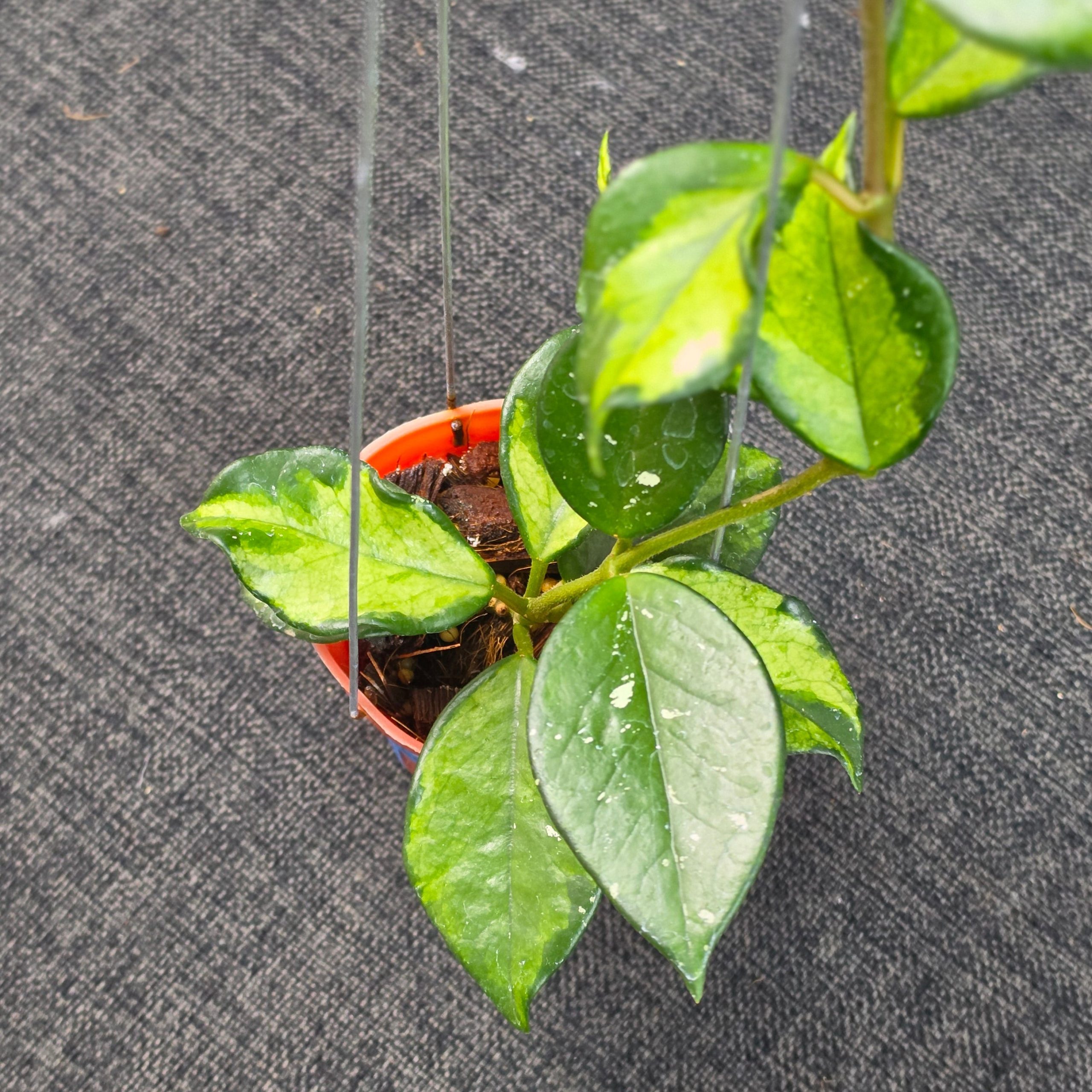 Hoya carnosa 'Freckles Variegated' - Image 5