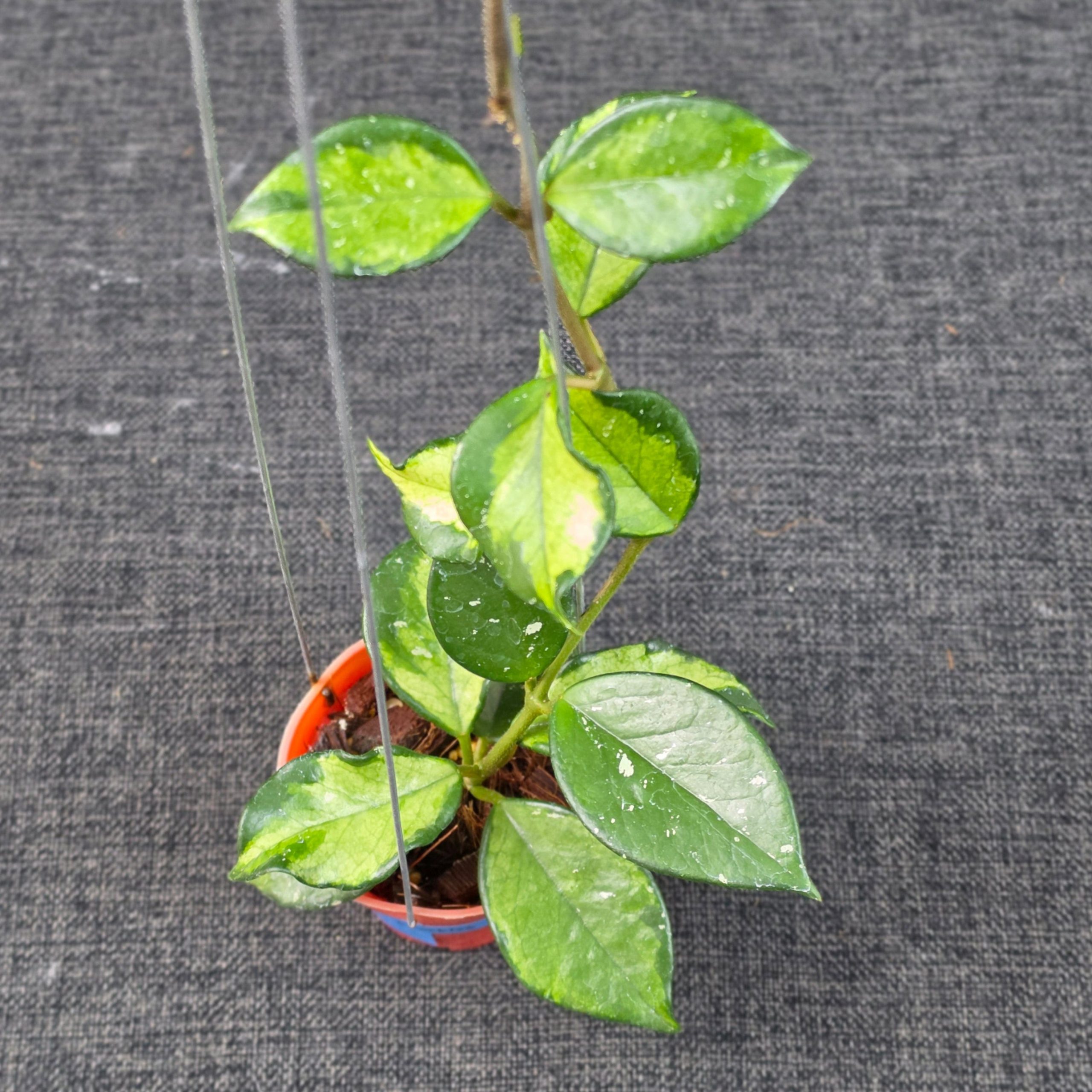 Hoya carnosa 'Freckles Variegated' - Image 6