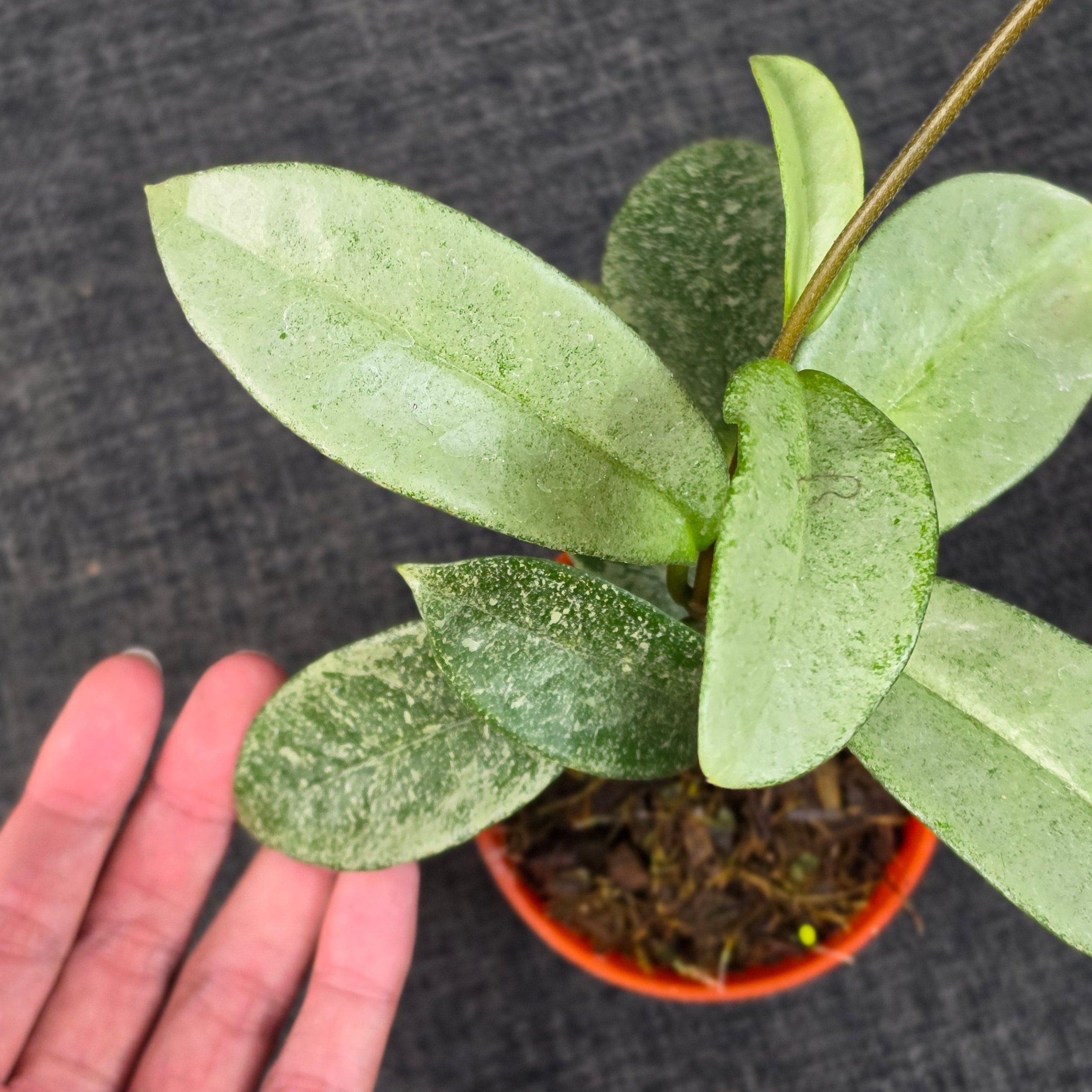 Hoya carnosa 'Nova Ghost' - Image 2