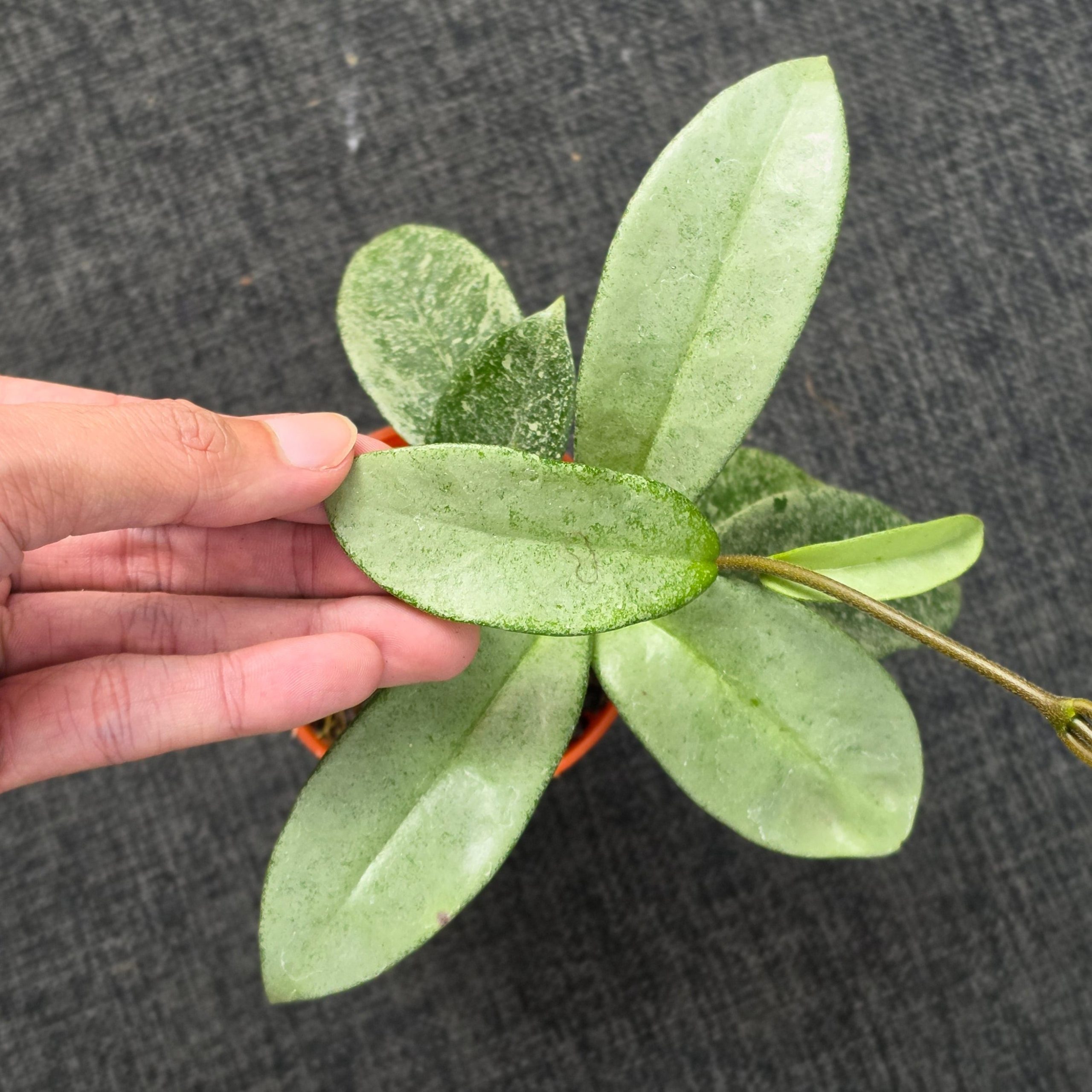 Hoya carnosa 'Nova Ghost' - Image 3