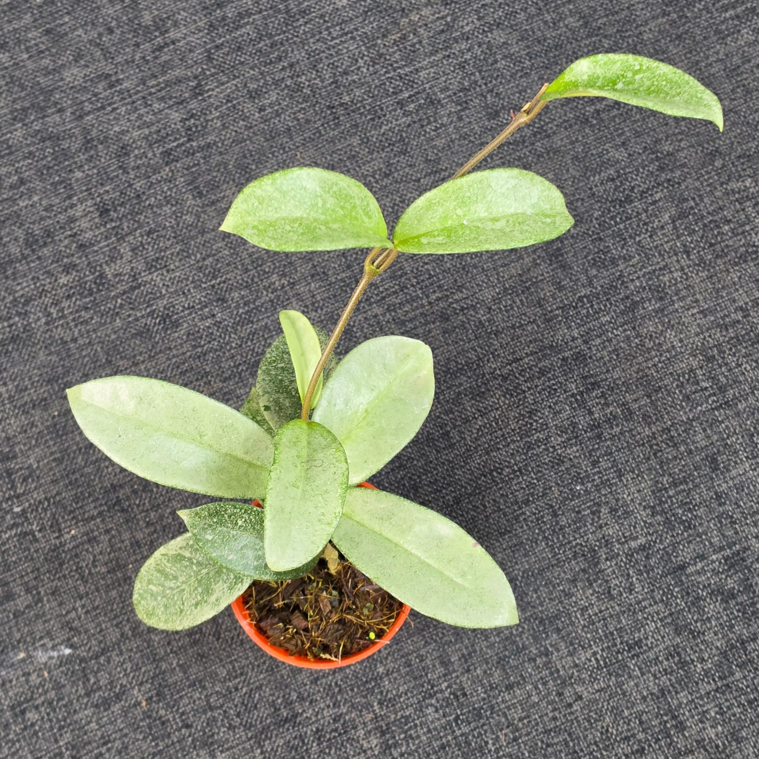 Hoya carnosa 'Nova Ghost' - Image 4