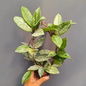 Hoya carnosa wilbur graves