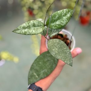 Hoya caudata snow dust