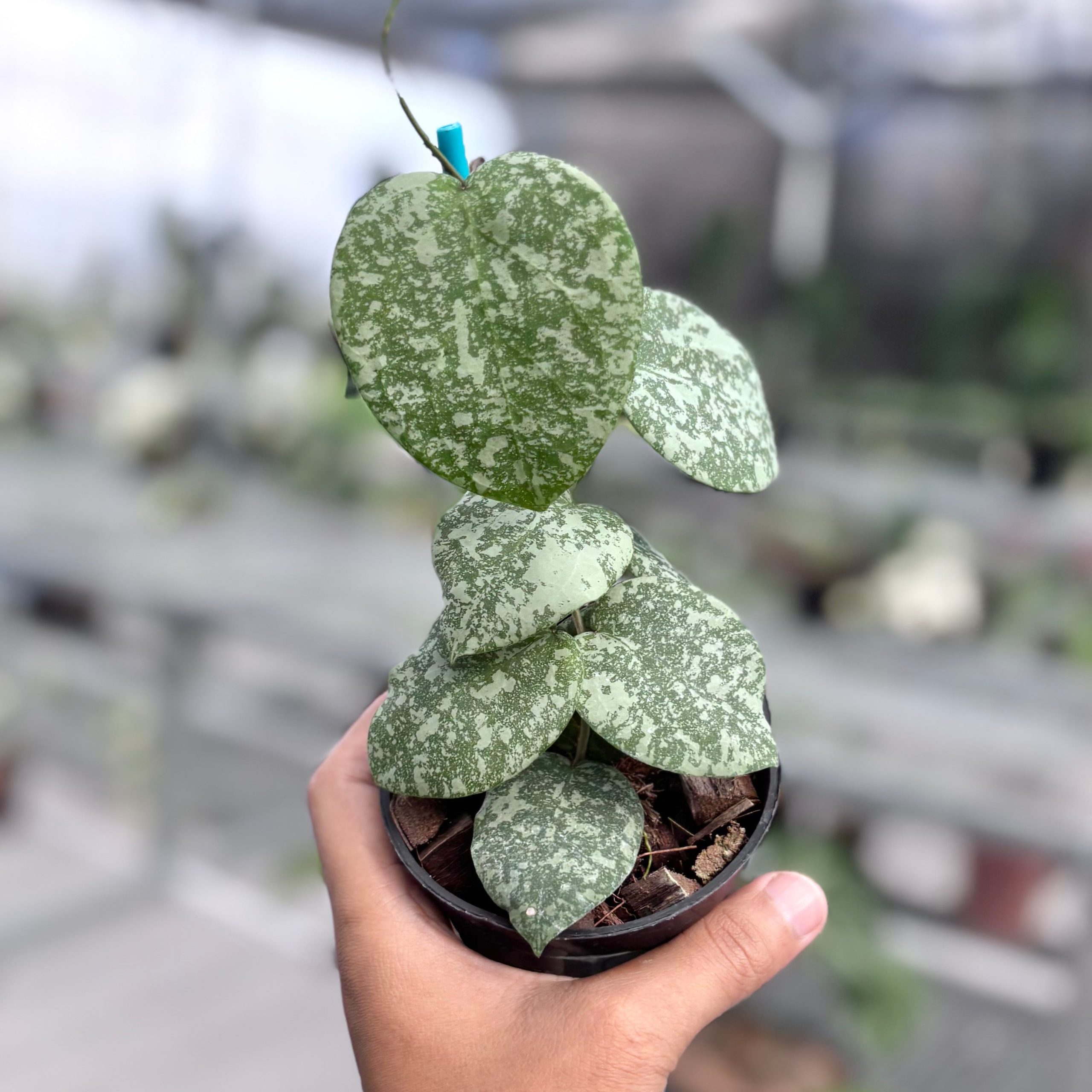 Hoya cinnamomifolia x imbricata