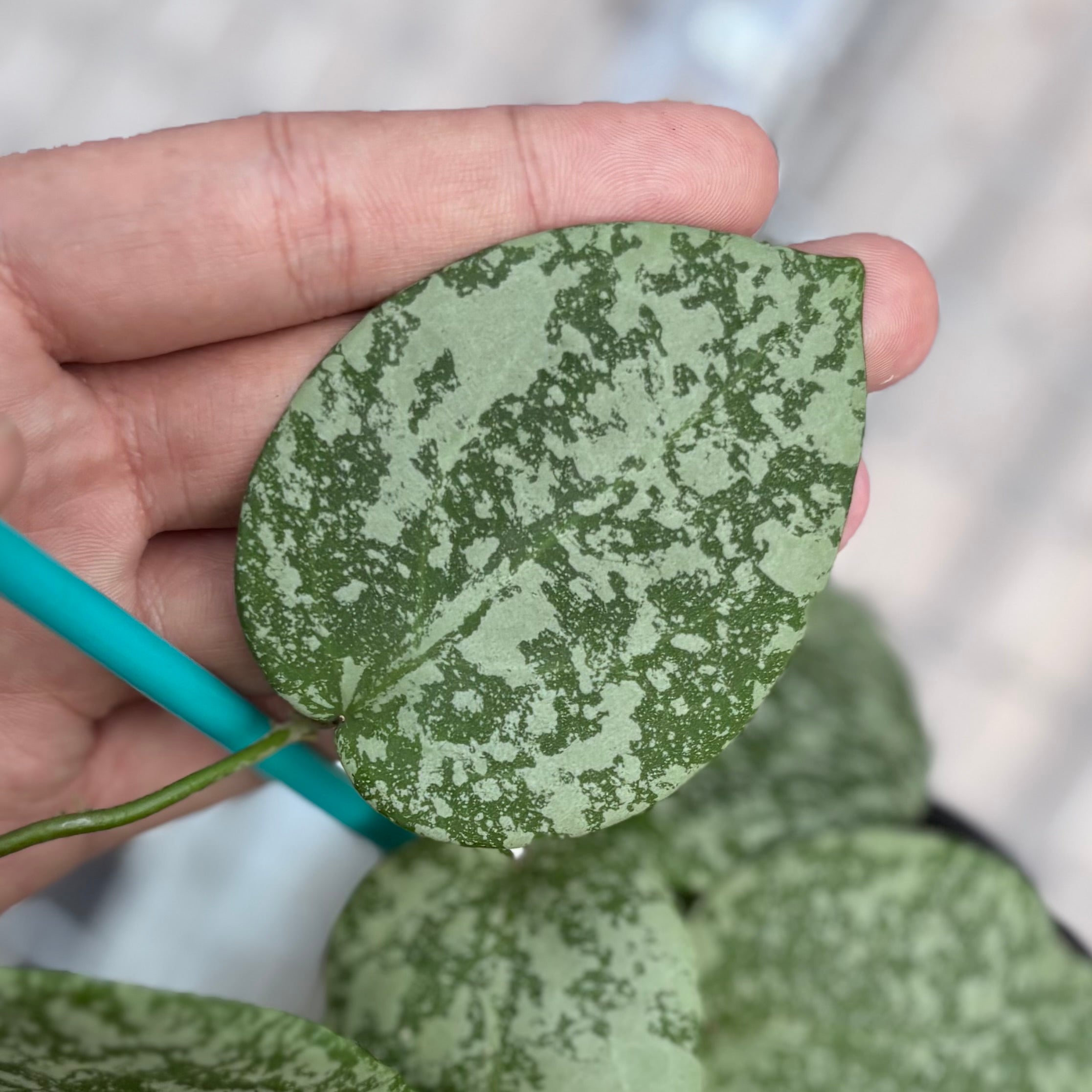 Hoya cinnamomifolia x imbricata - Image 2