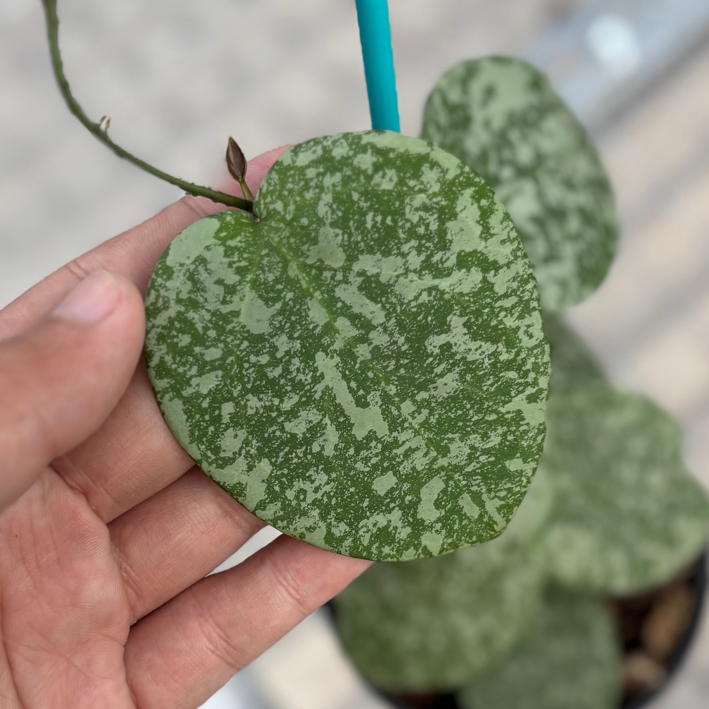 Hoya cinnamomifolia x imbricata - Image 3