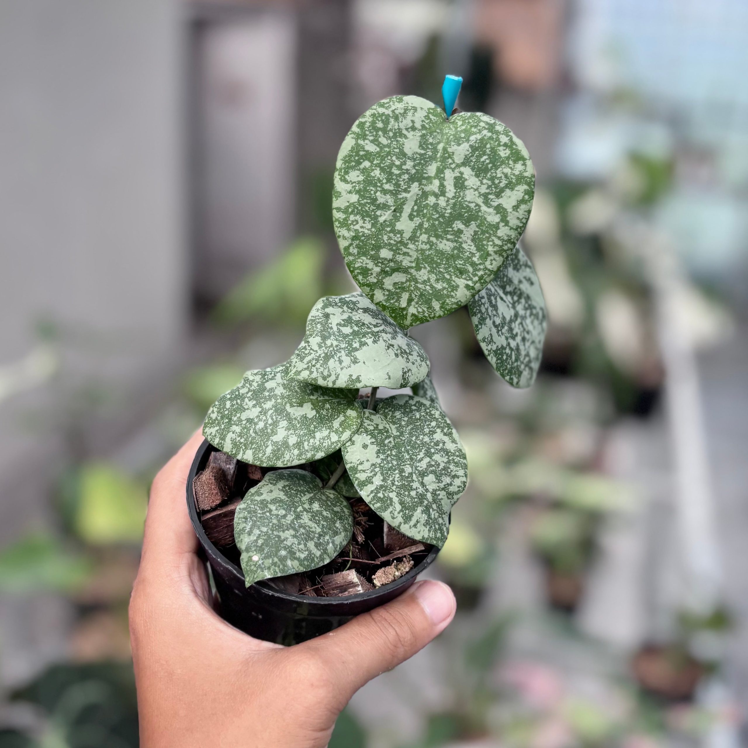 Hoya cinnamomifolia x imbricata - Image 4