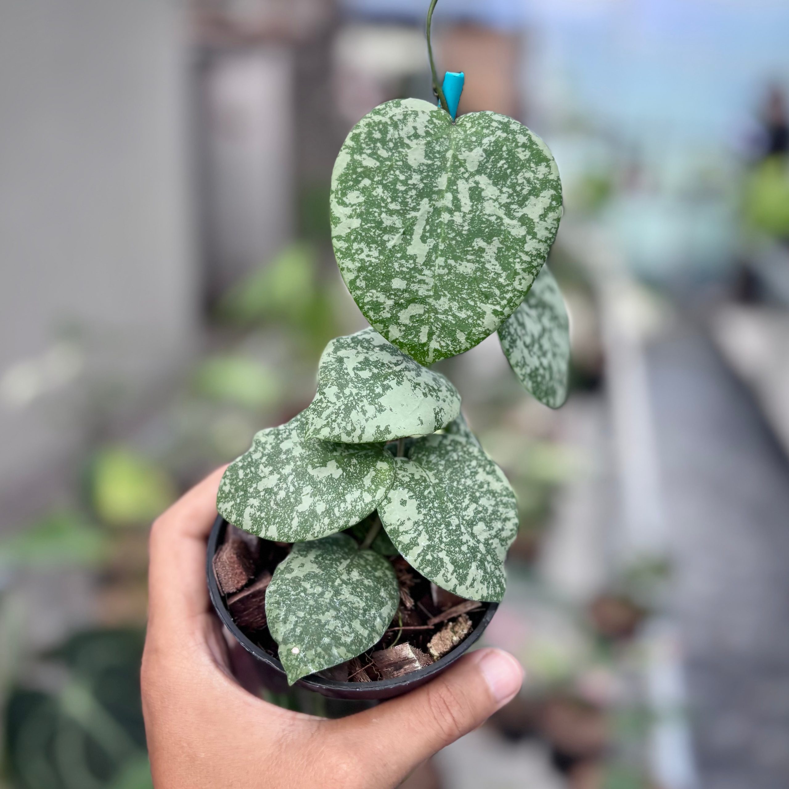 Hoya cinnamomifolia x imbricata - Image 5