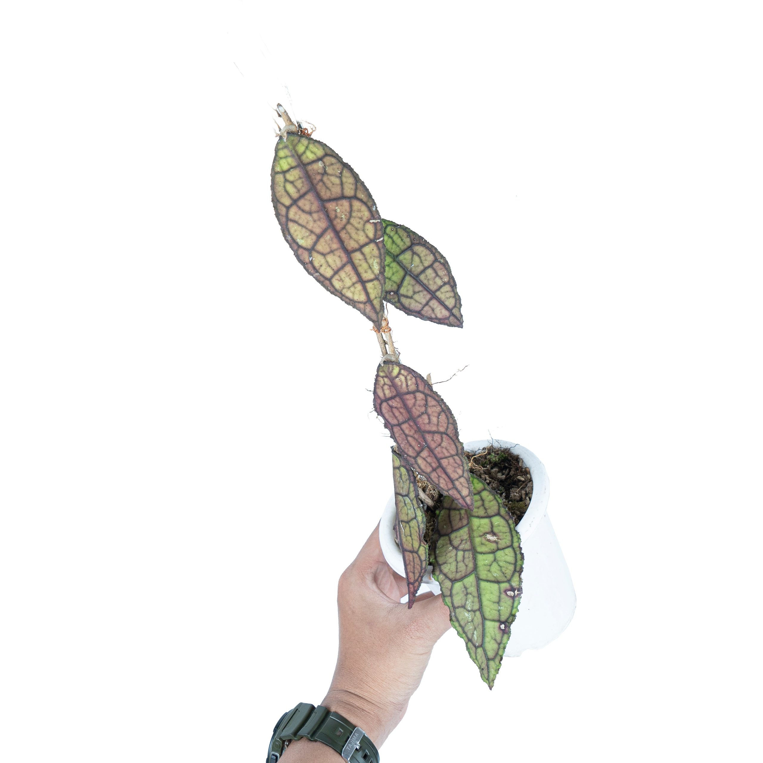 Hoya Clemensiorum Sp Aceh