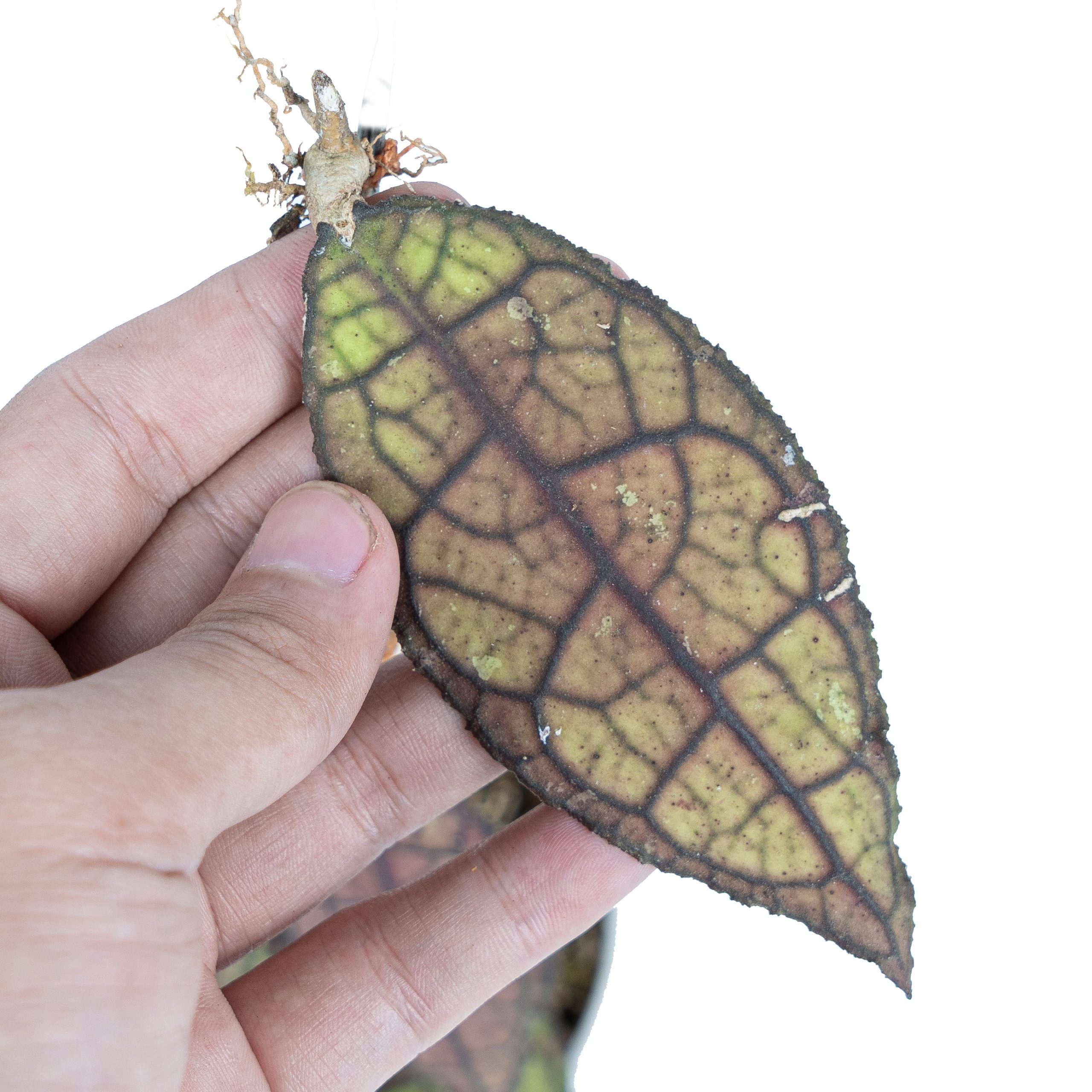 Hoya Clemensiorum Sp Aceh - Image 3