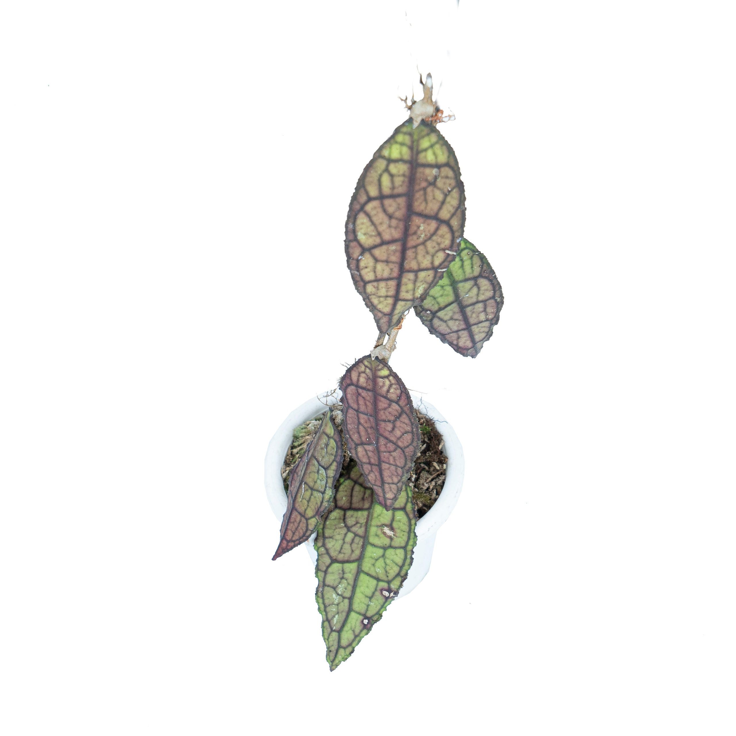 Hoya Clemensiorum Sp Aceh - Image 4