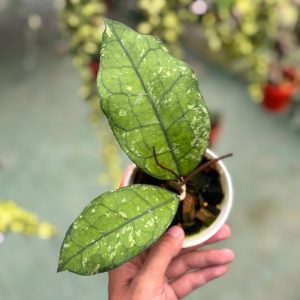 Hoya clemensiorum ‘borneo splash’