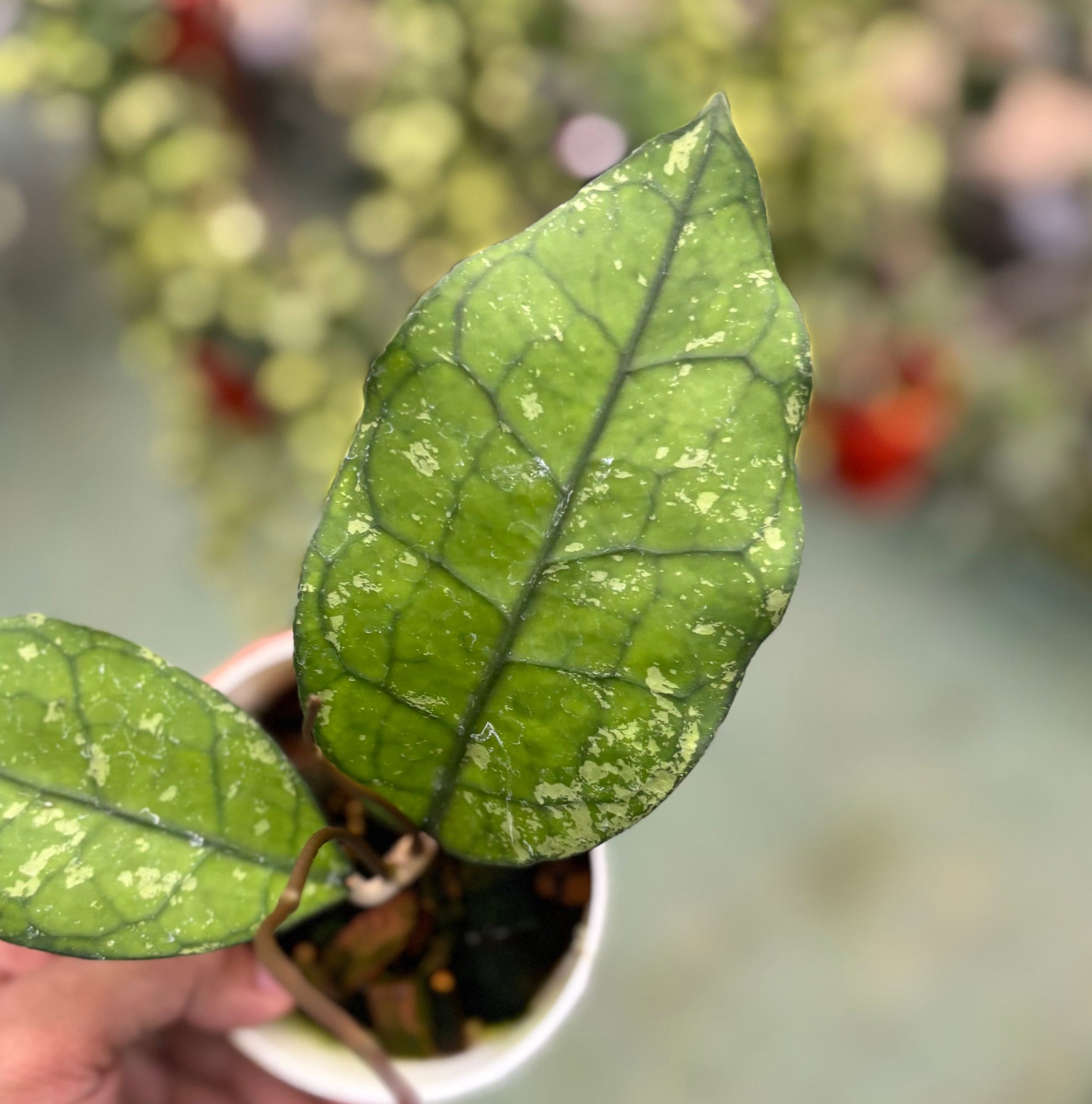 Hoya clemensiorum ‘borneo splash’ - Image 2