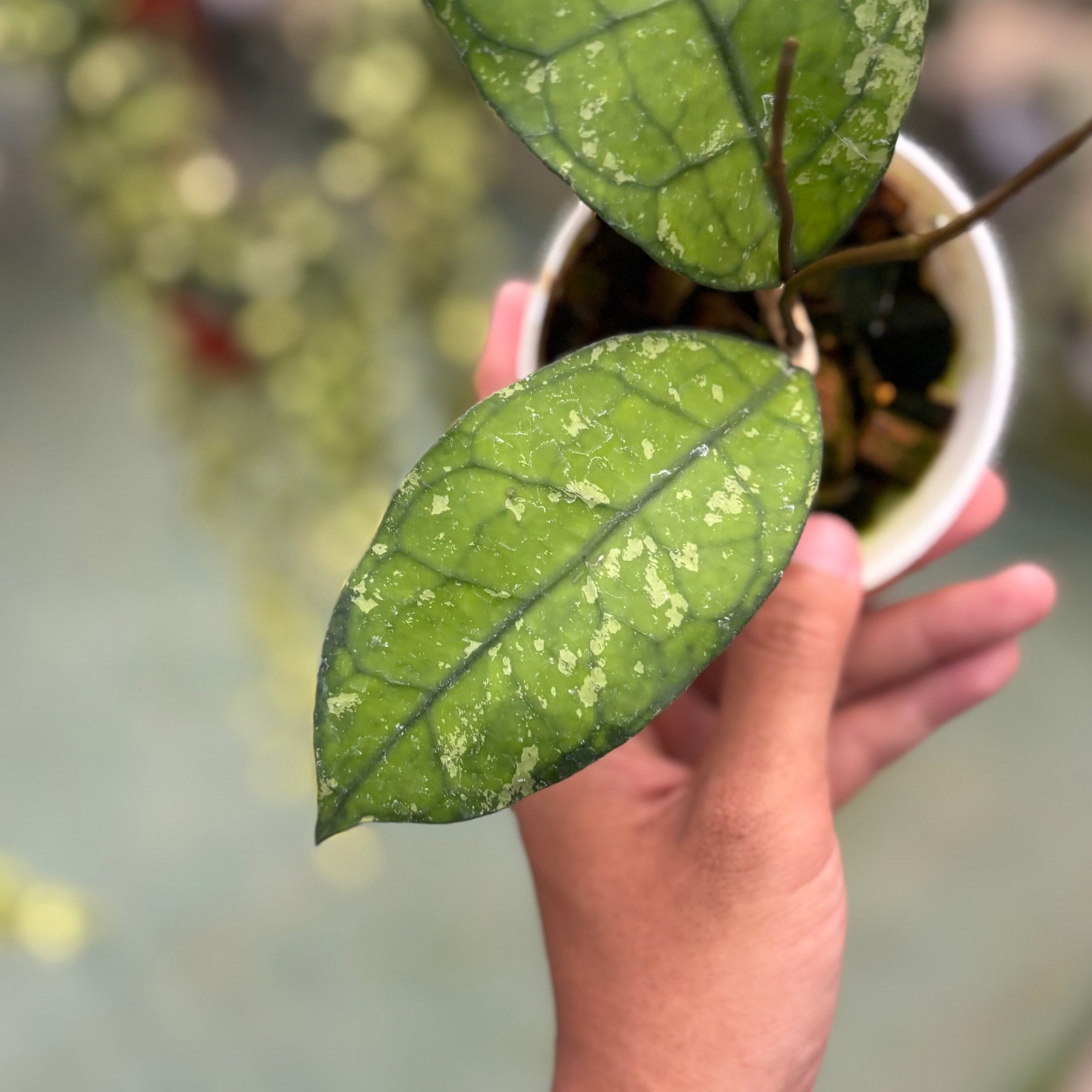 Hoya clemensiorum ‘borneo splash’ - Image 3