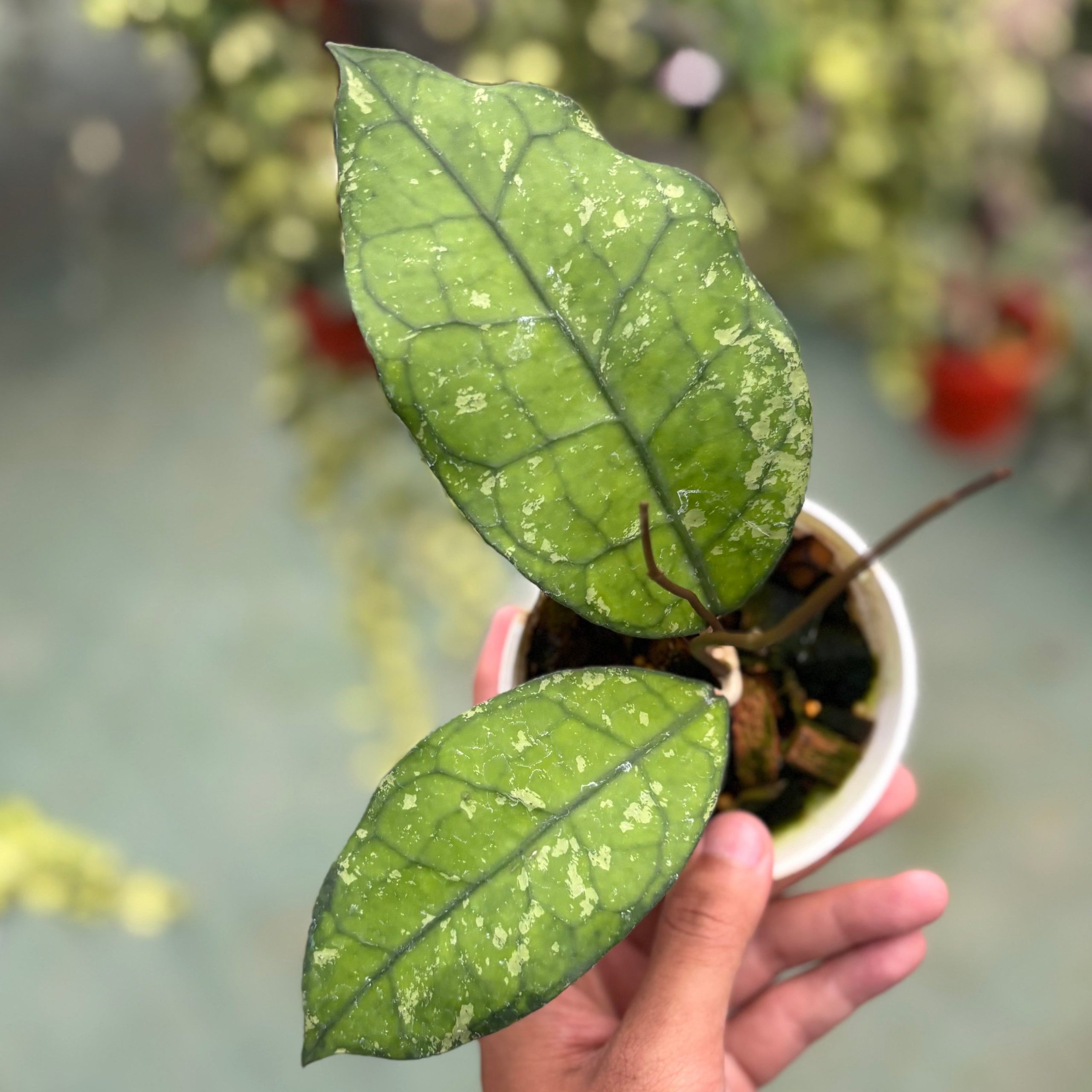 Hoya clemensiorum ‘borneo splash’ - Image 4