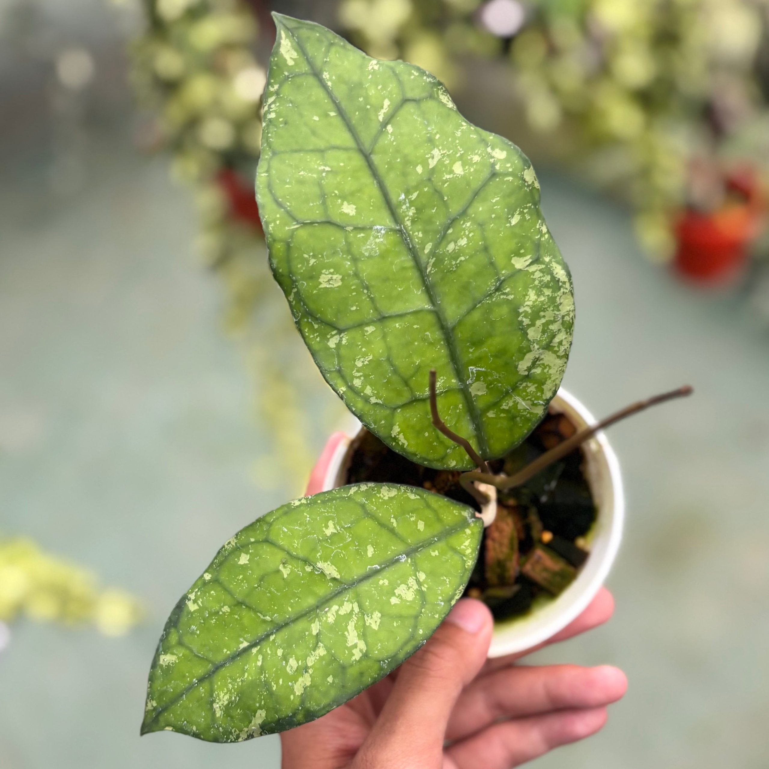 Hoya clemensiorum ‘borneo splash’ - Image 5