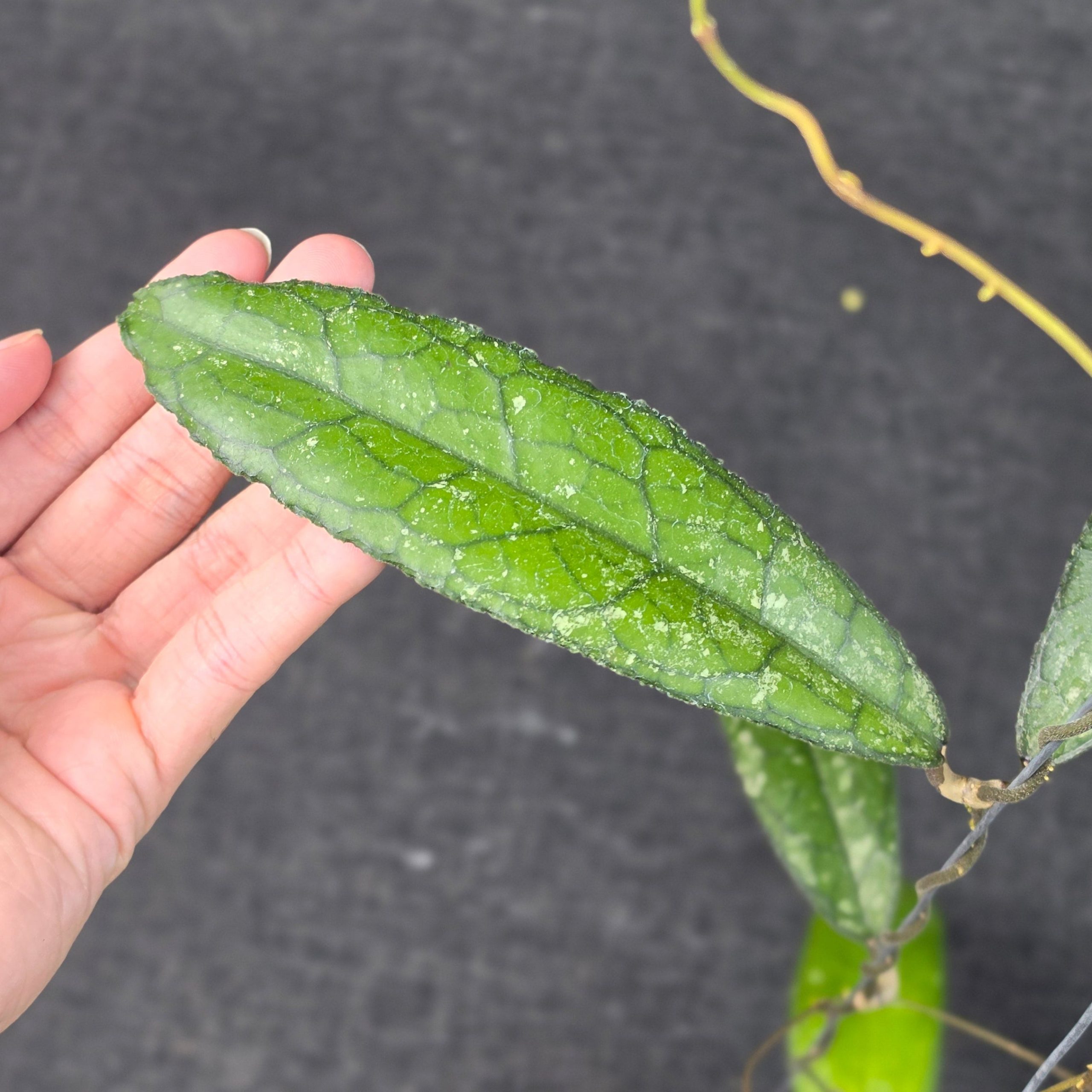Hoya clemensiorum 'MDF-02' - Image 2
