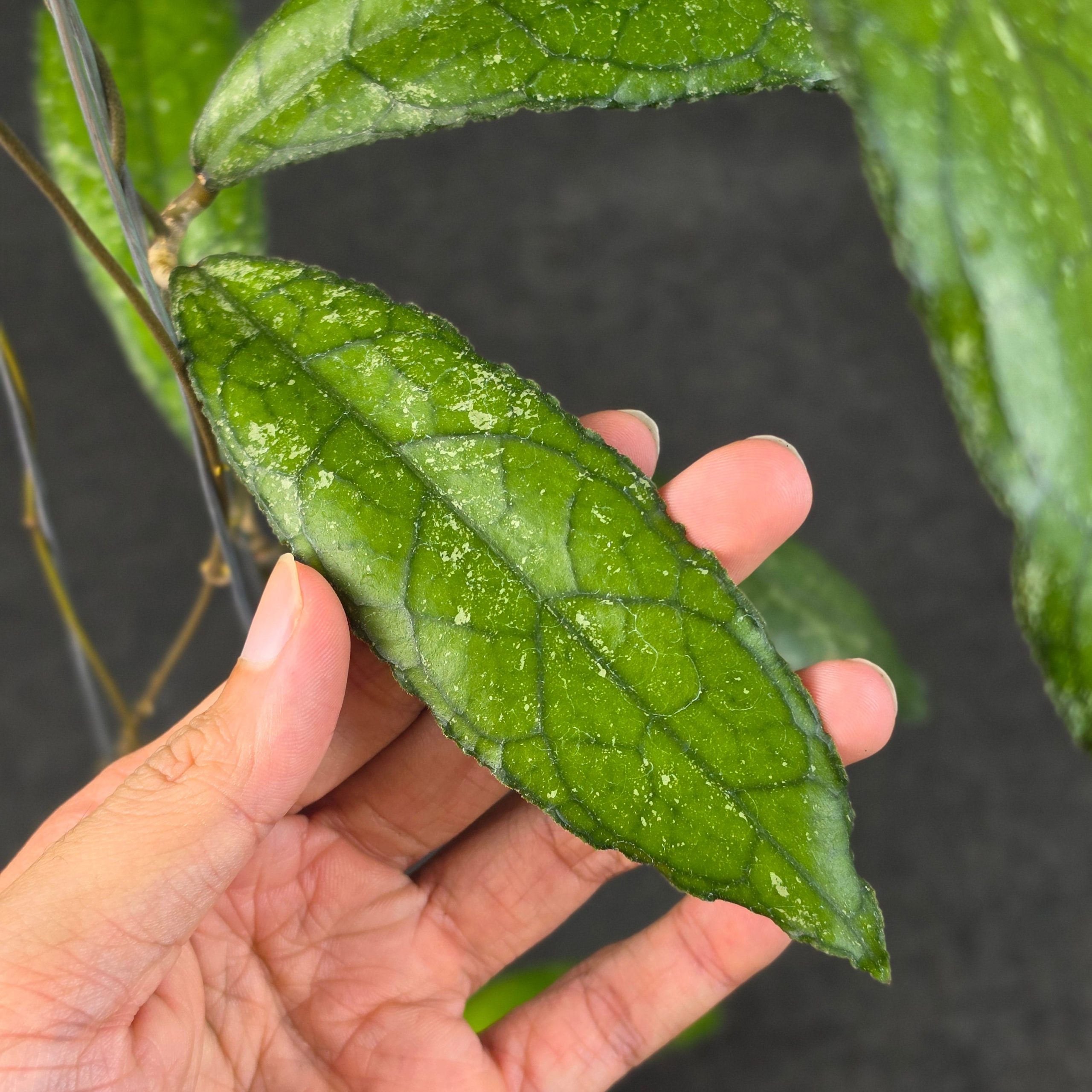Hoya clemensiorum 'MDF-02' - Image 3