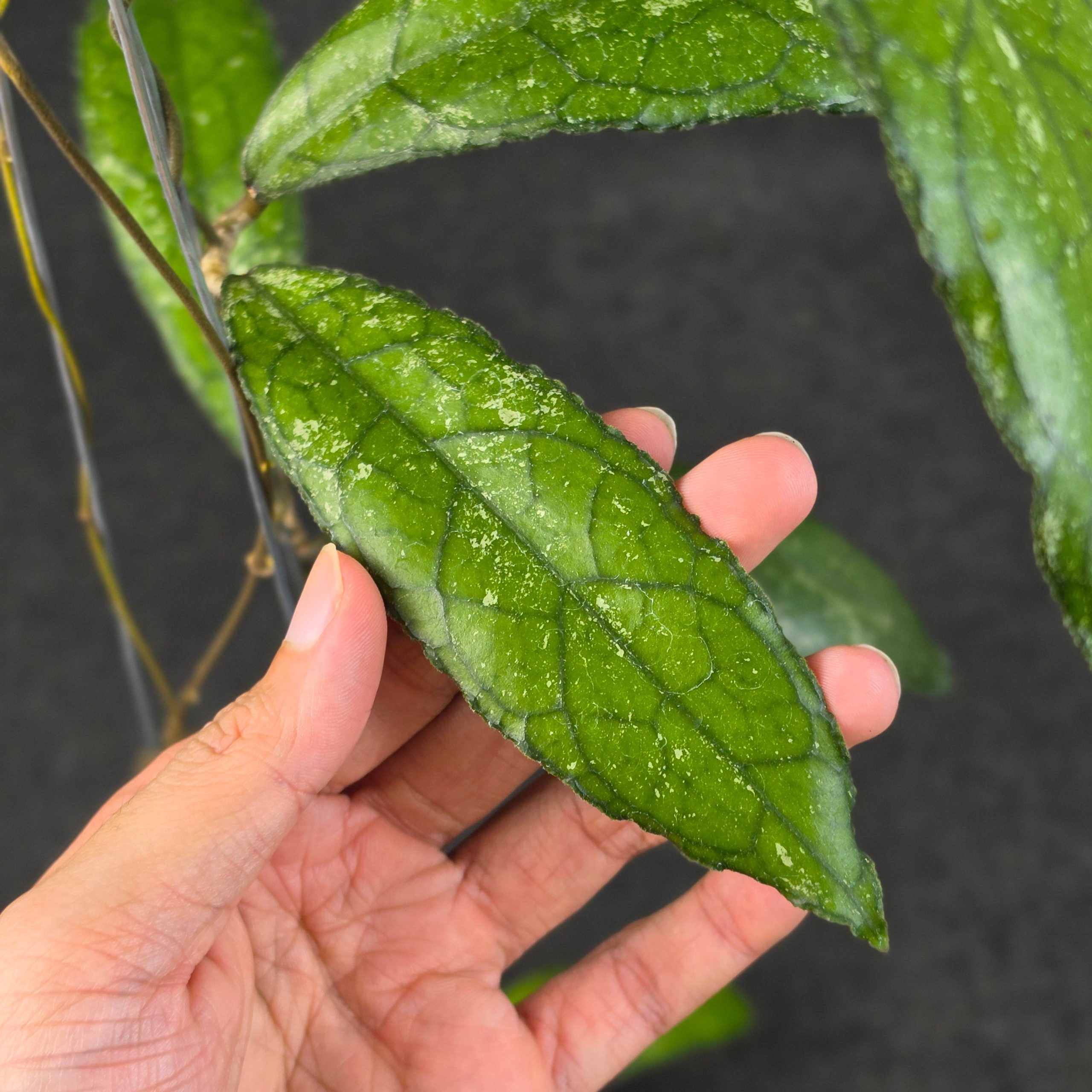 Hoya clemensiorum 'MDF-02' - Image 4