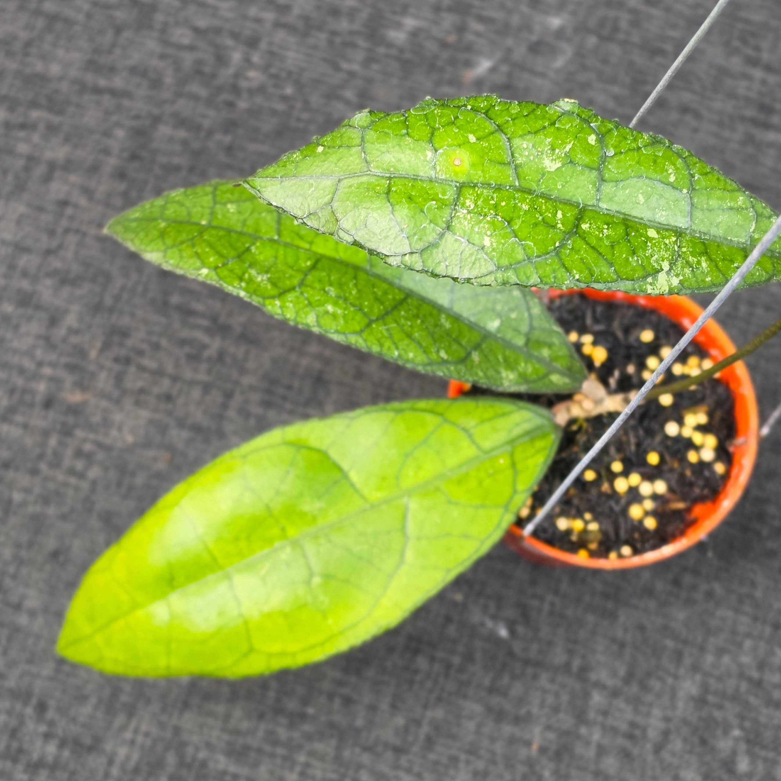 Hoya clemensiorum purba - Image 3